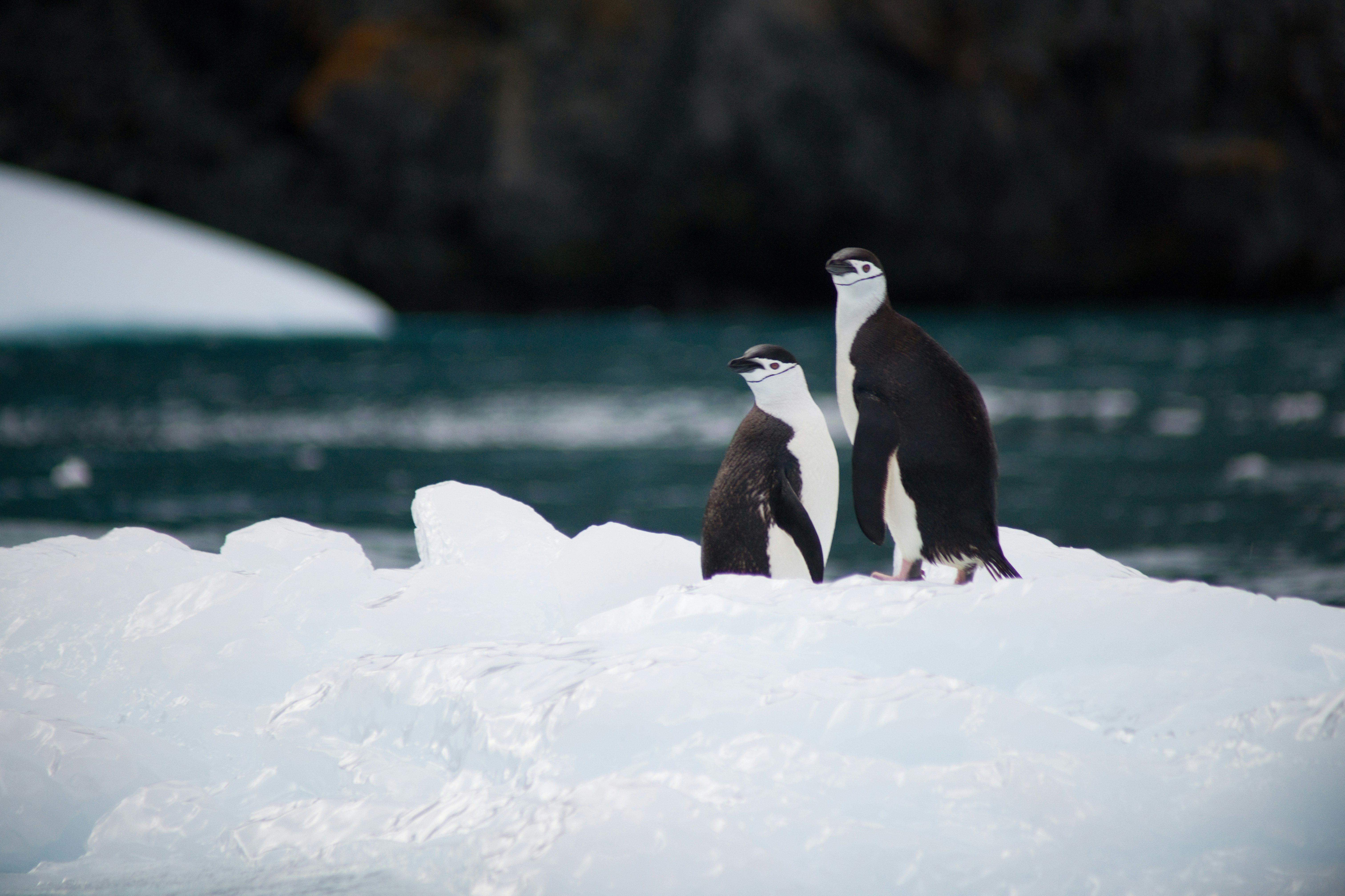 Two Chinstrap Penguins on Ice Floe