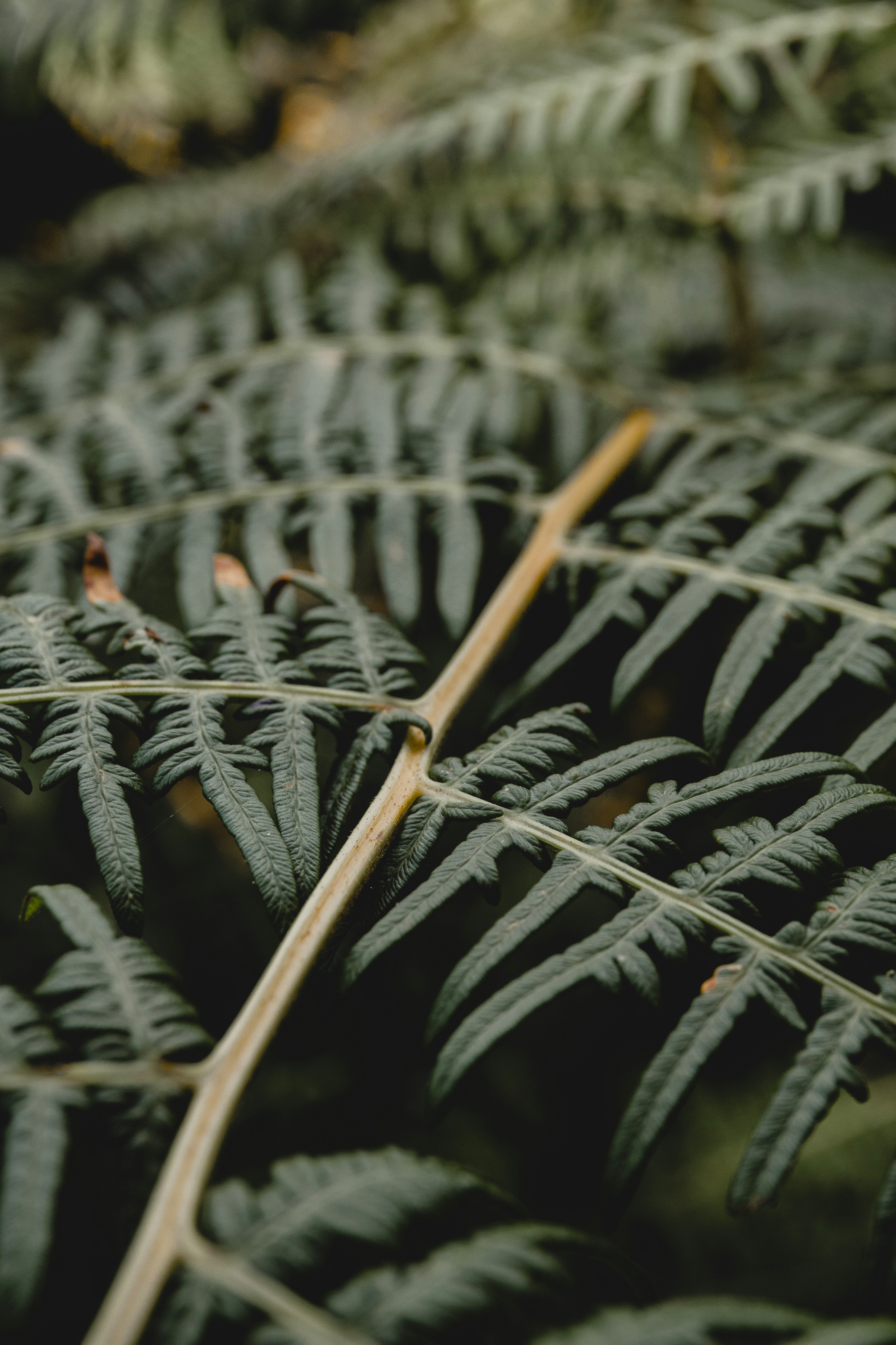 Close-up of Fern Frond