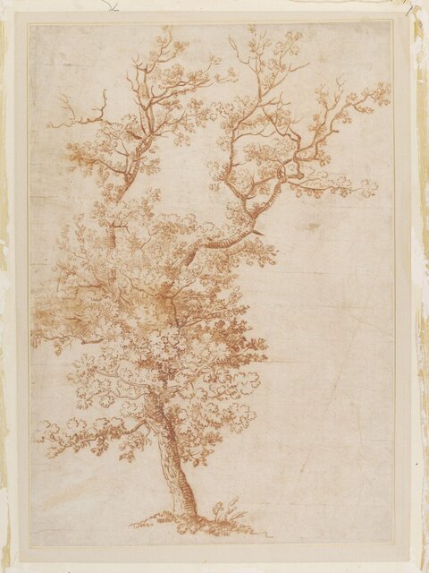 Study of a Leafy Tree