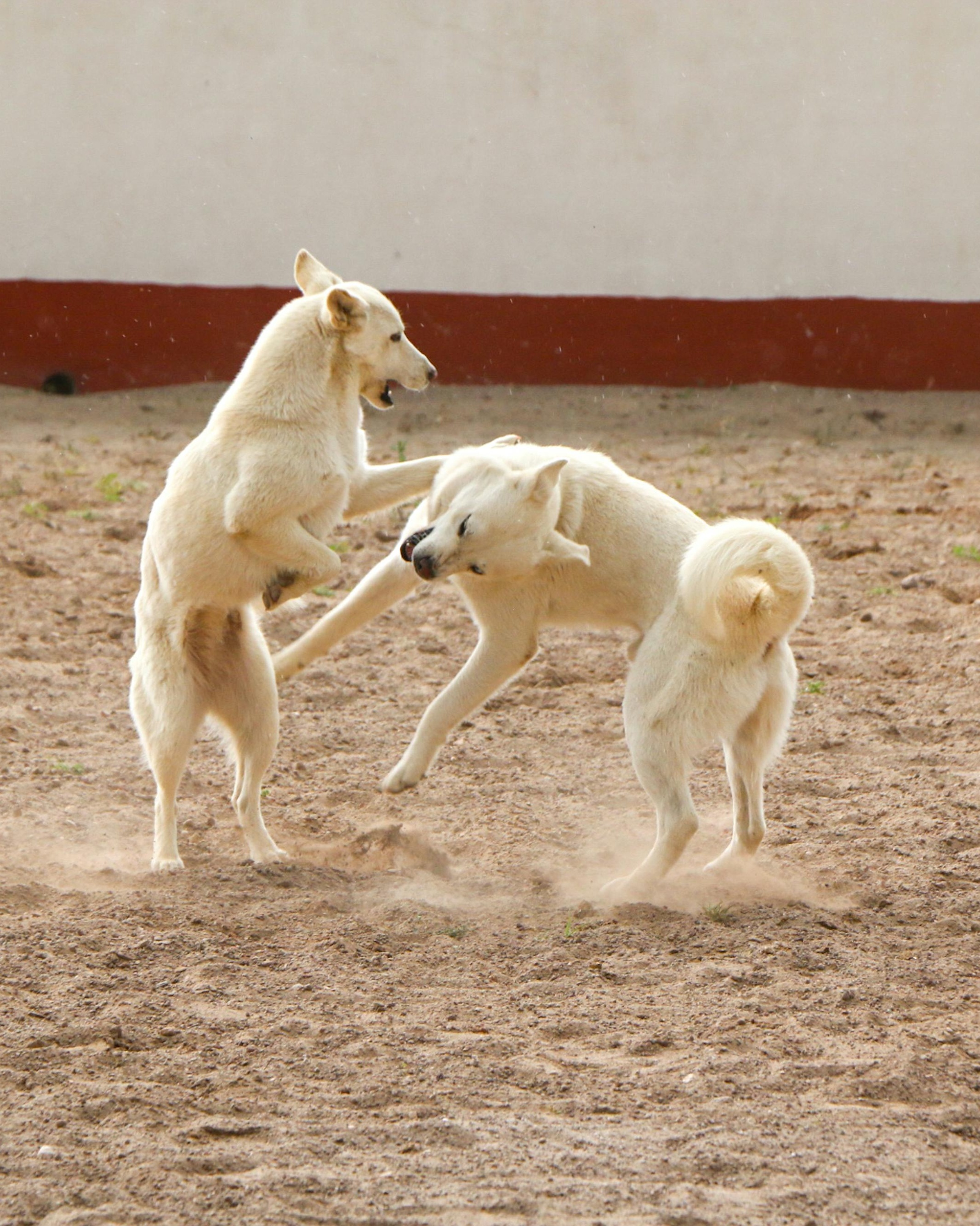 Two White Dogs Playing Rough