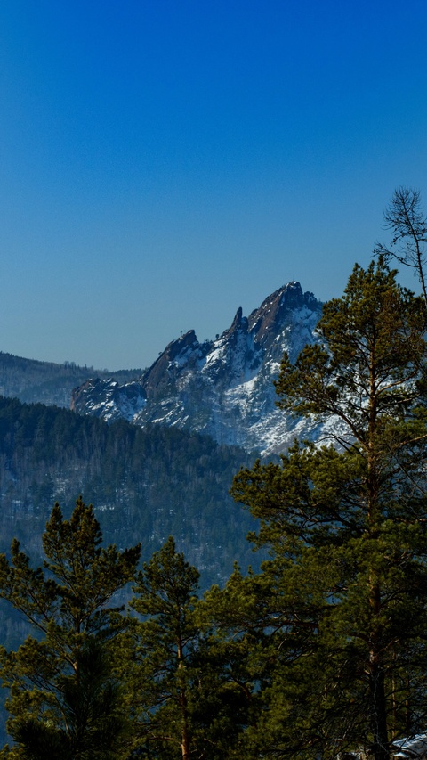 Snow-capped Mountain and Pine Forest