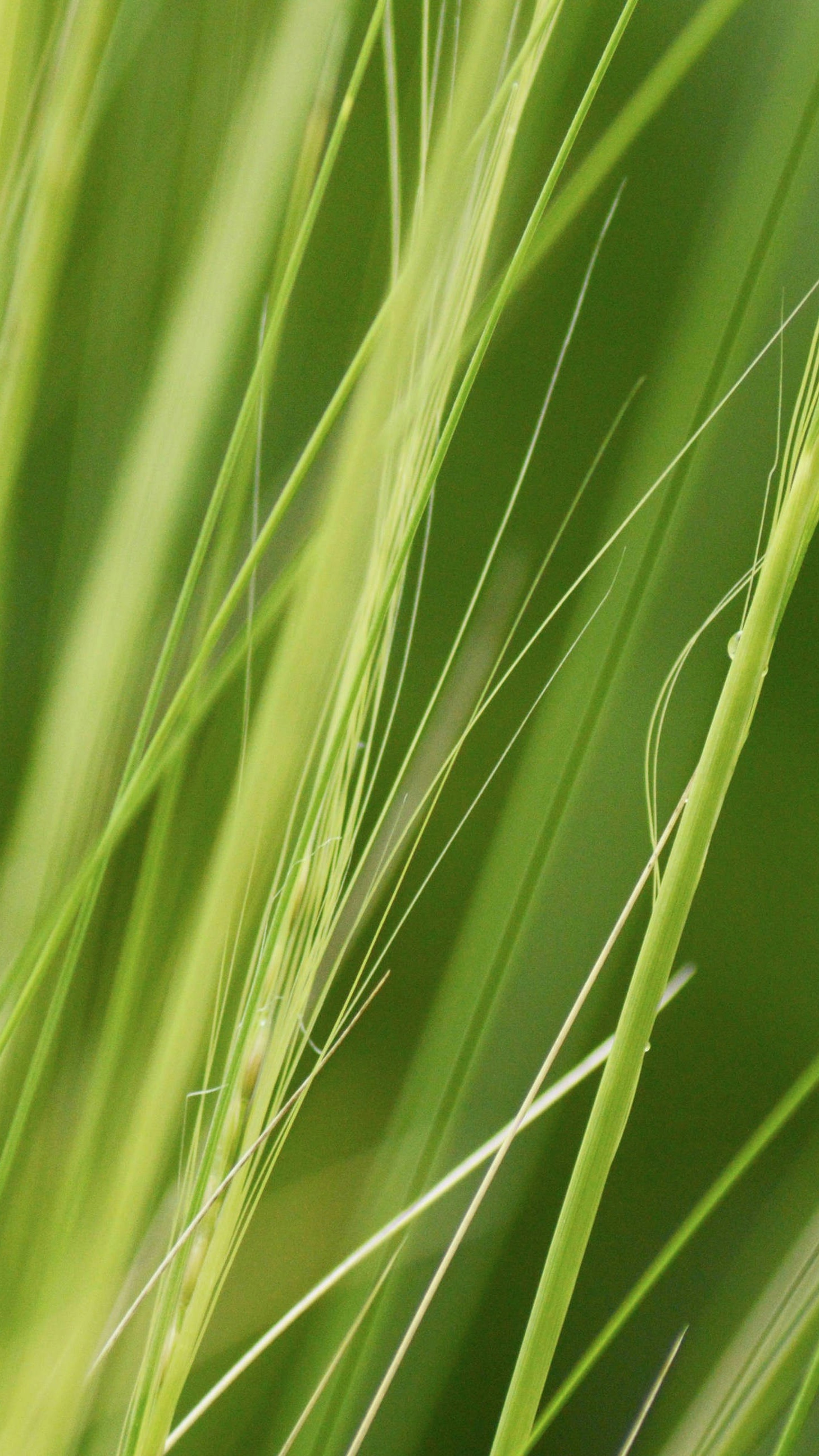 Close Up of Green Grass Blades
