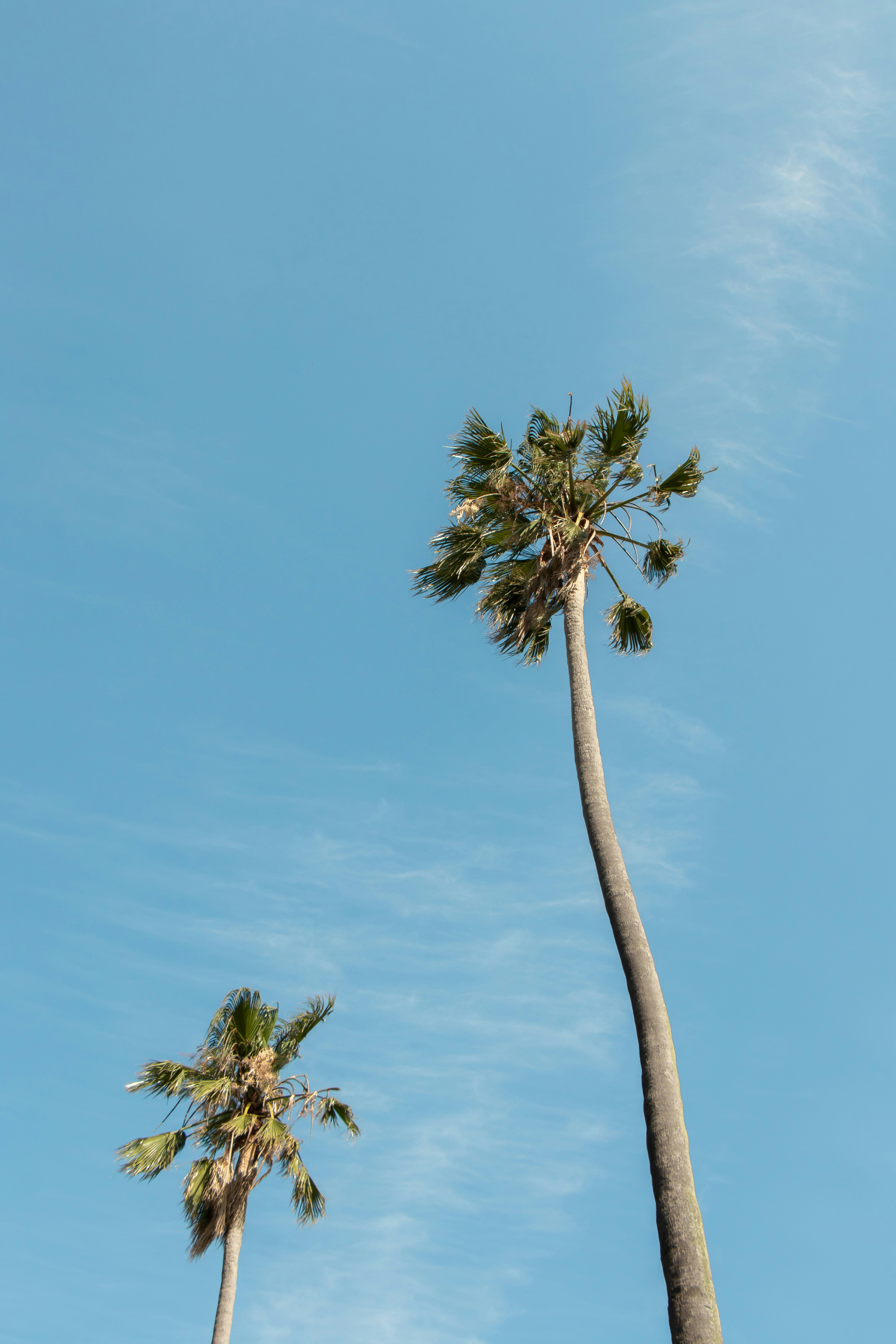 Two Palm Trees Under Blue Sky