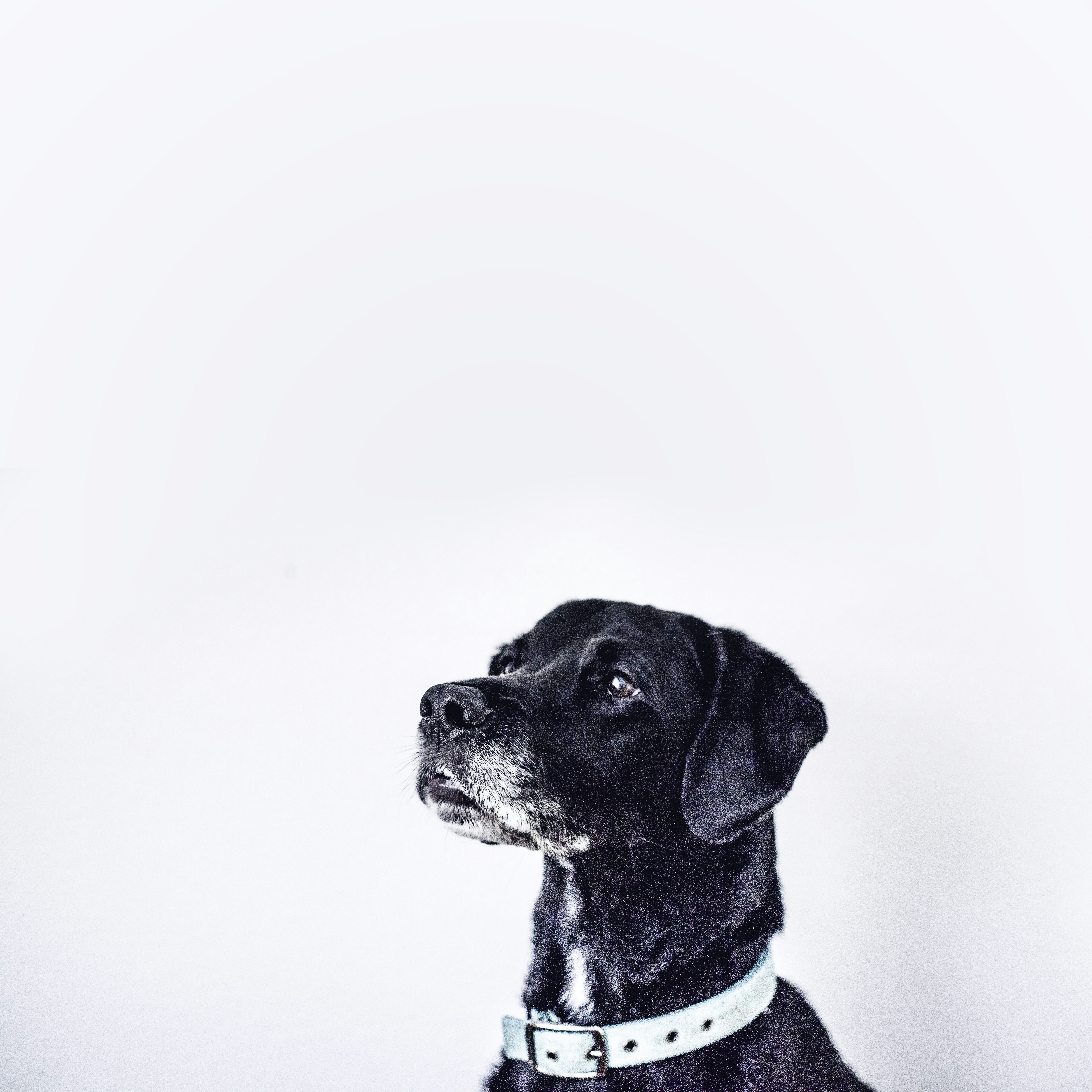 Black Labrador Looking Upward — Phone Backgrounds