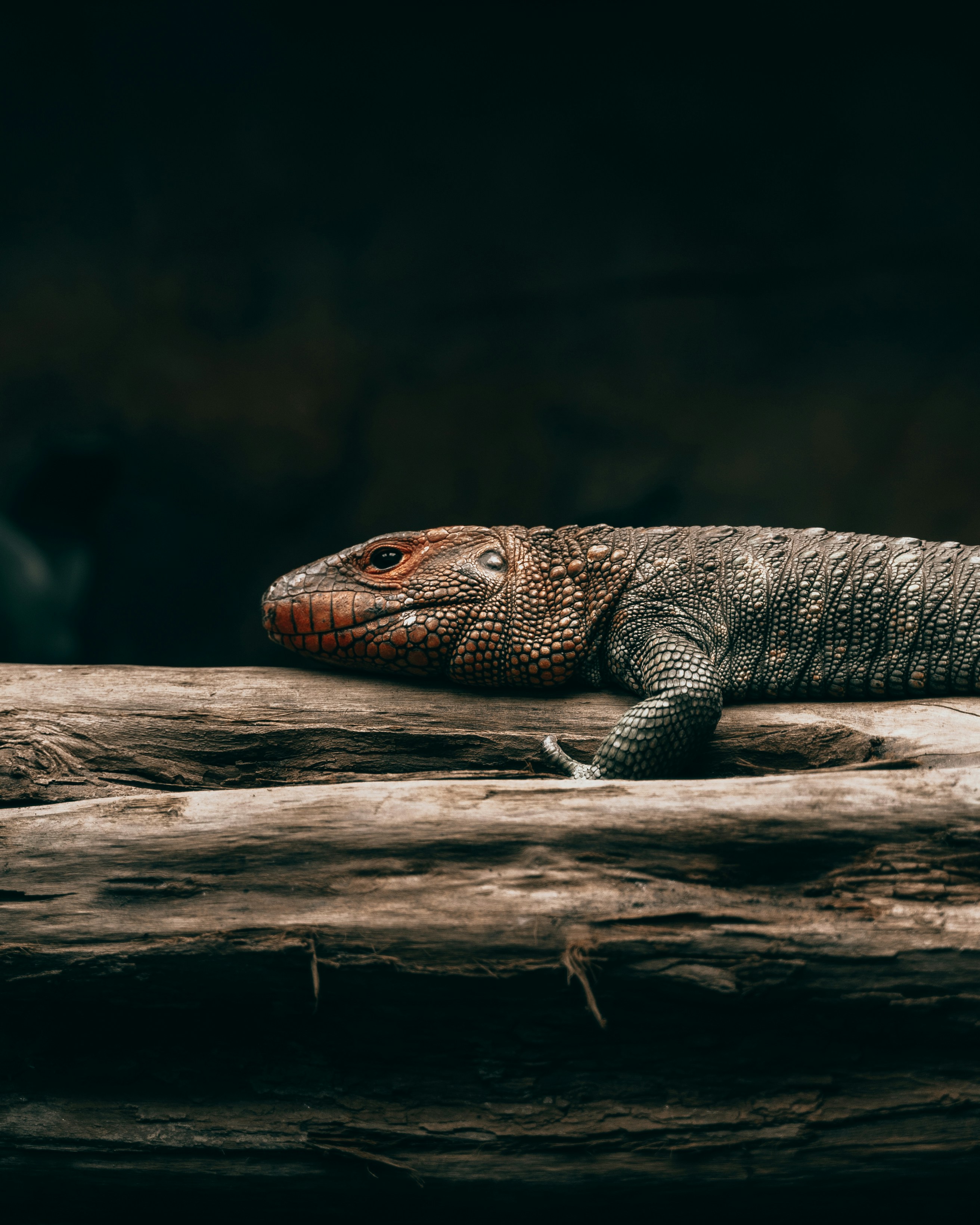 Red-headed Lizard Resting on Log