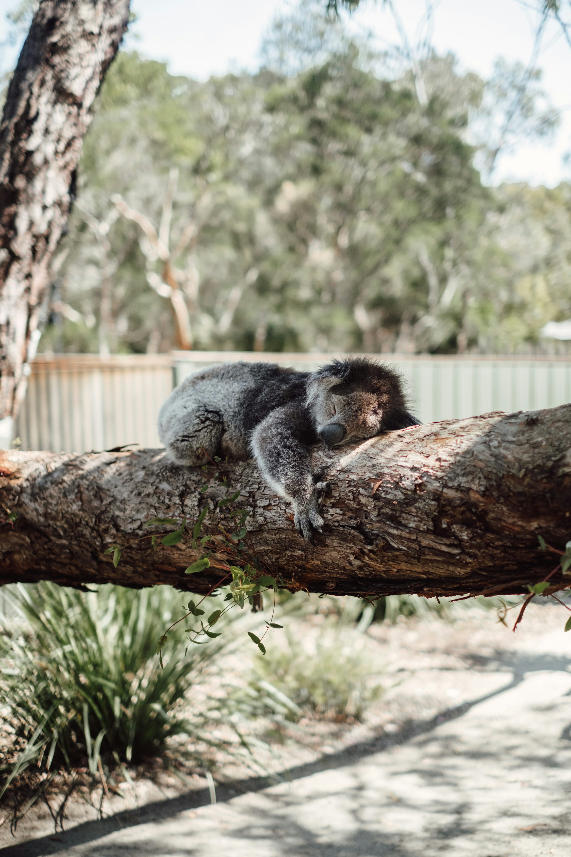 Sleeping Koala on Tree Branch