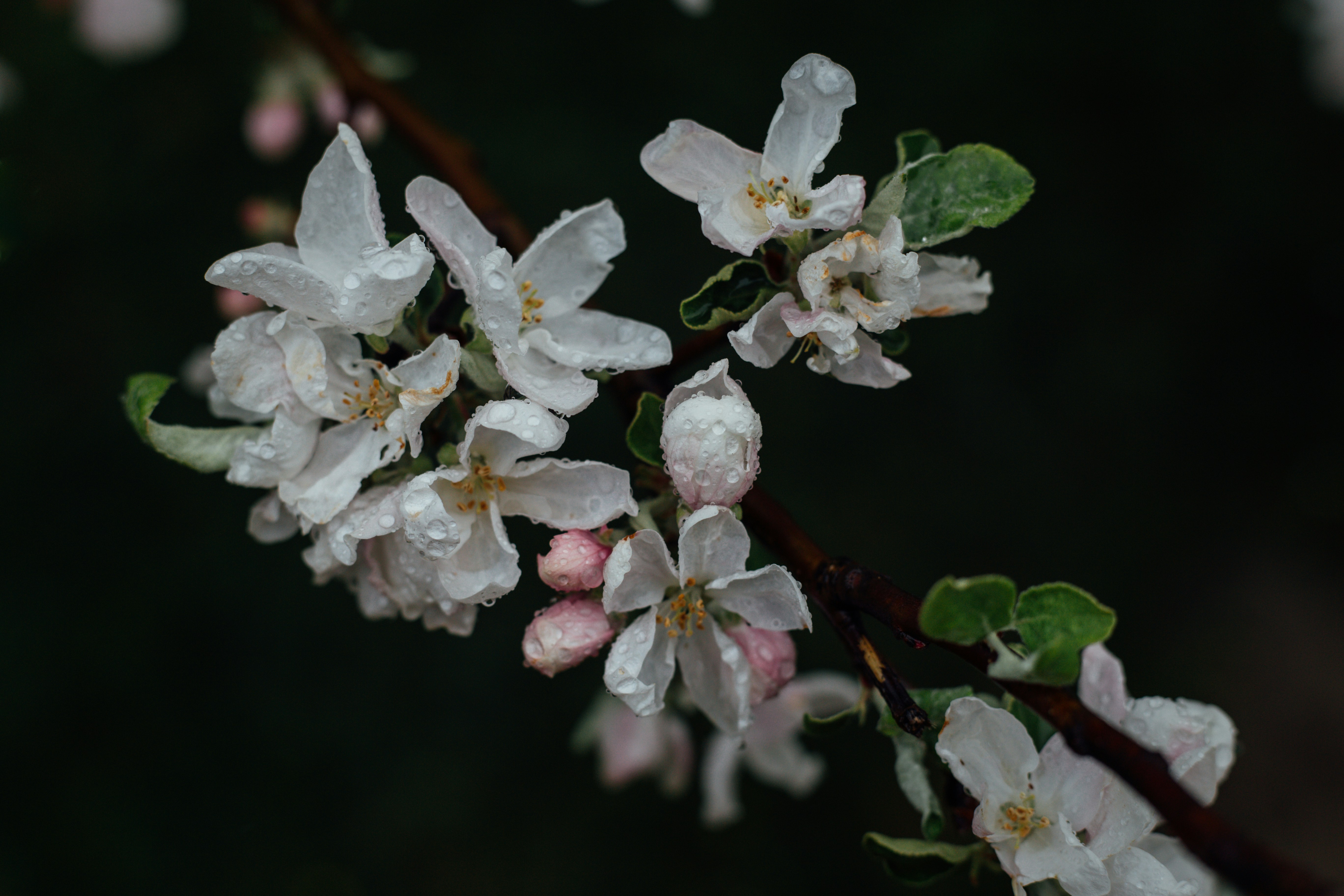 Apple Blossoms with Raindrops — Plant Encyclopedia