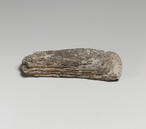Fossilized Wood Specimen