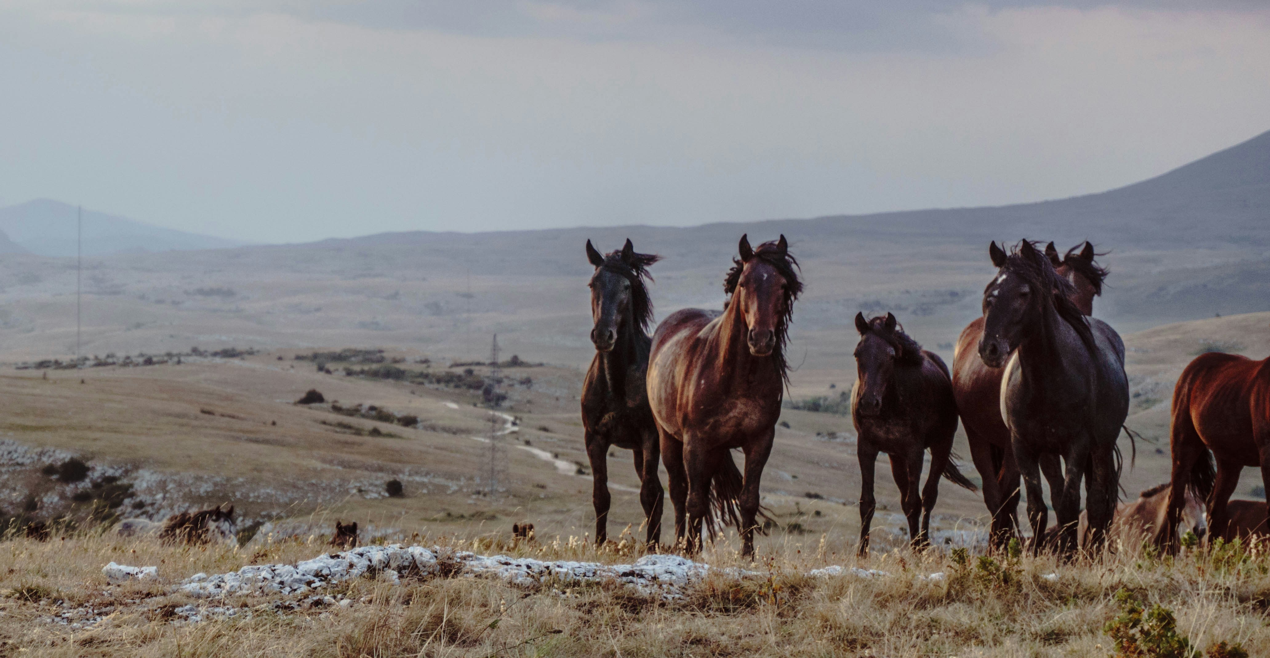 Wild Horses on Open Grassland