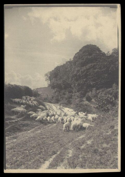 Flock of Sheep on Country Road