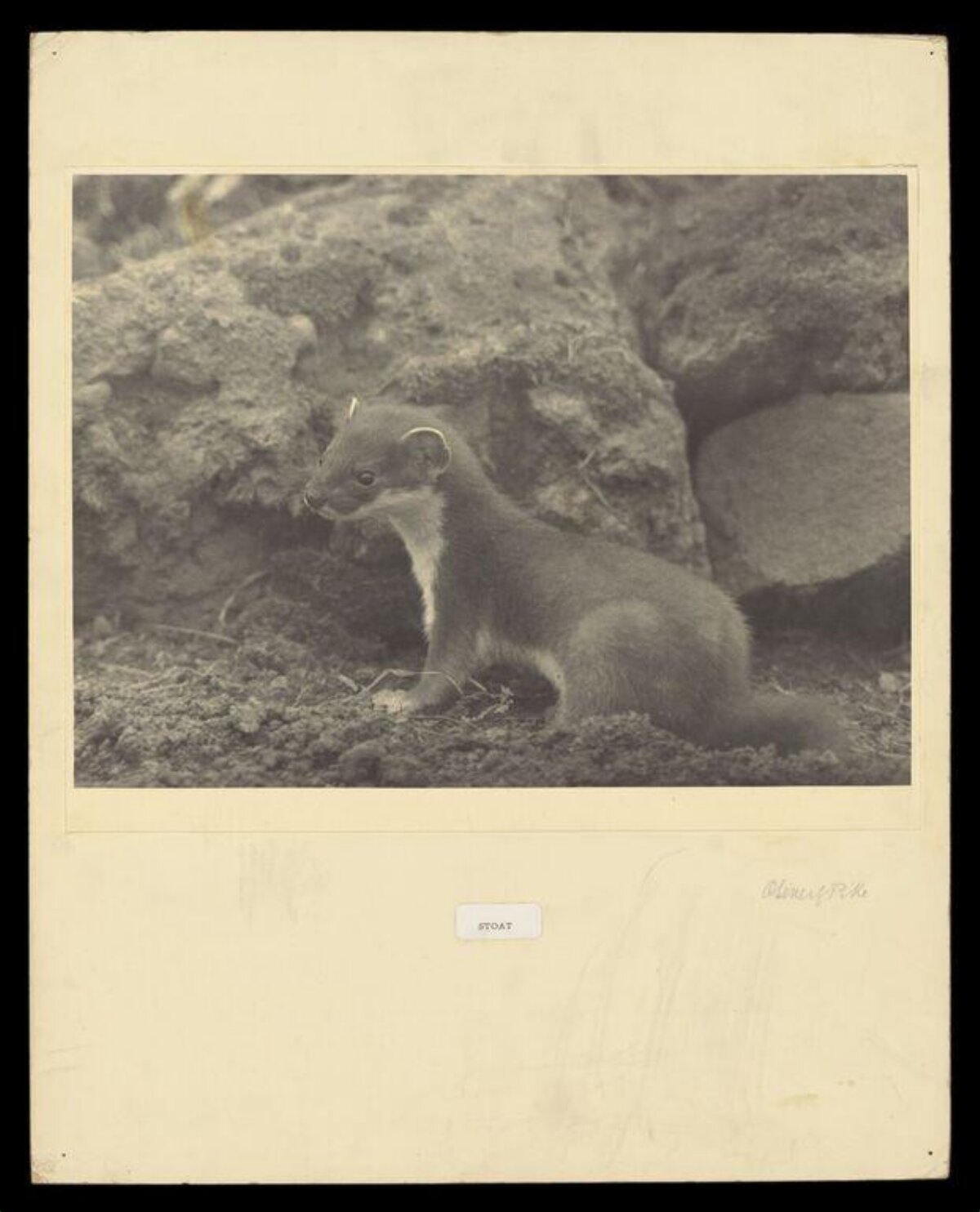 Vintage Photo of a Stoat