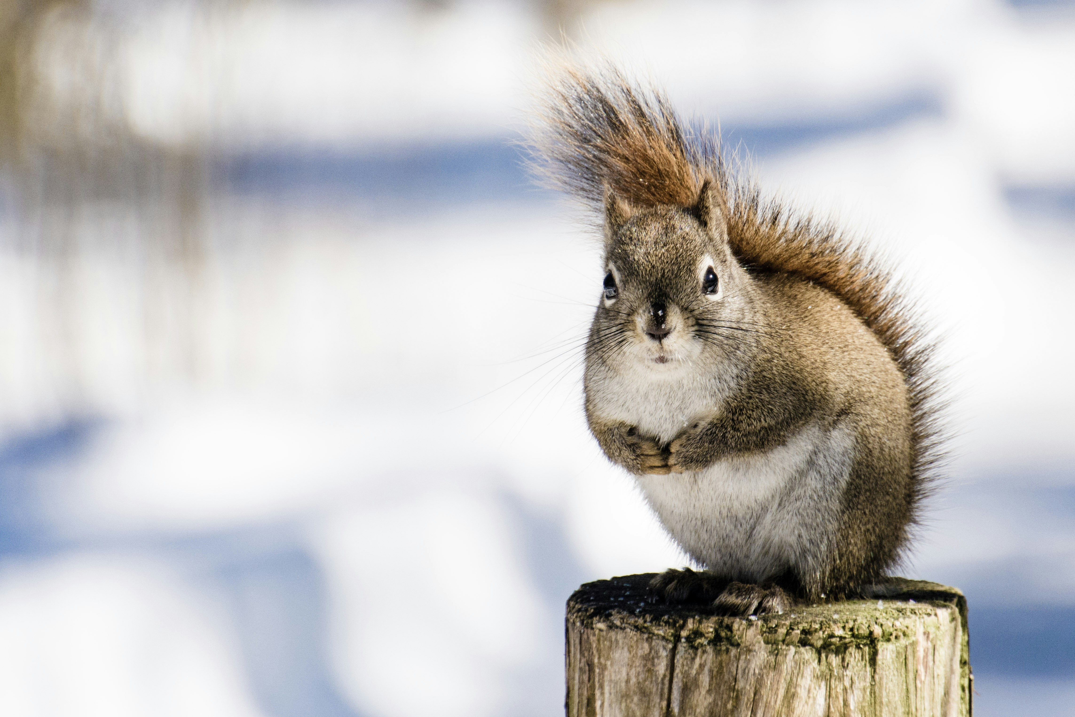 Squirrel Perched on Stump in Snow