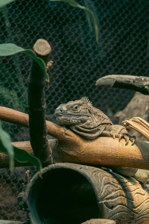 Iguana Resting on Wooden Branch