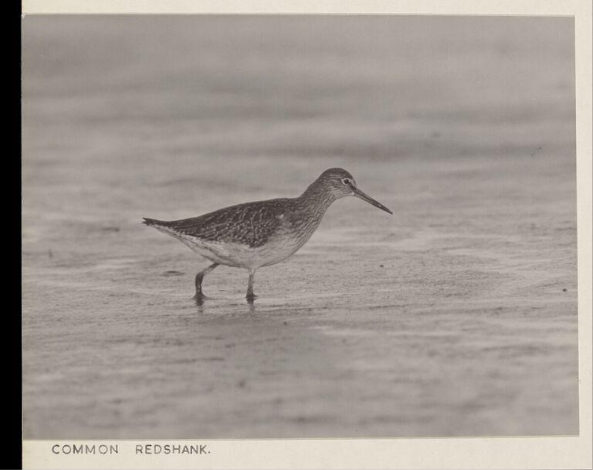 Common Redshank on Wet Shore