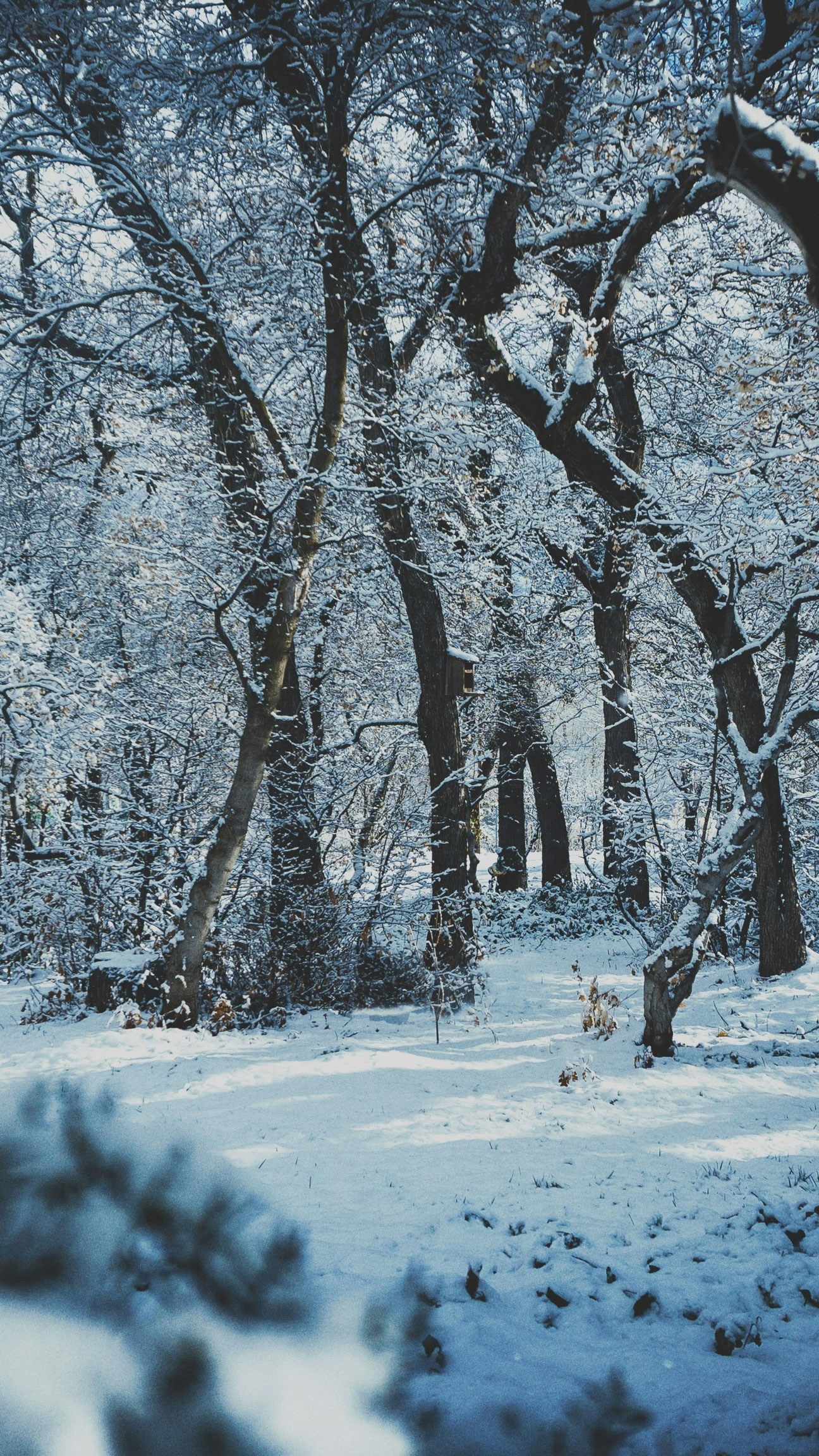 Wallpapers