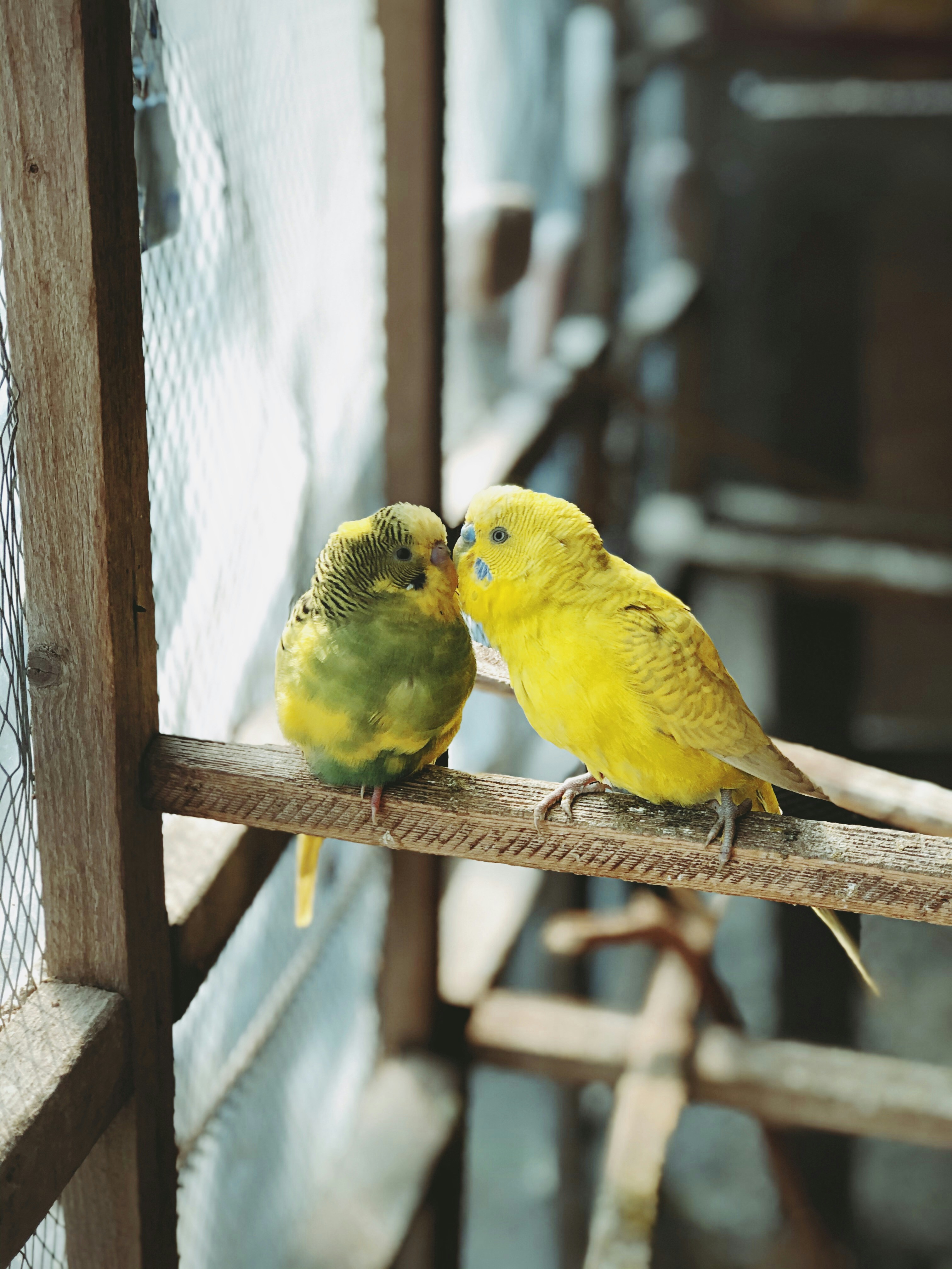 Two affectionate budgies touching beaks