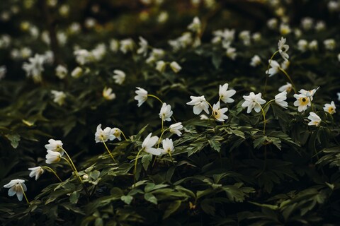 White Anemones in Forest Undergrowth