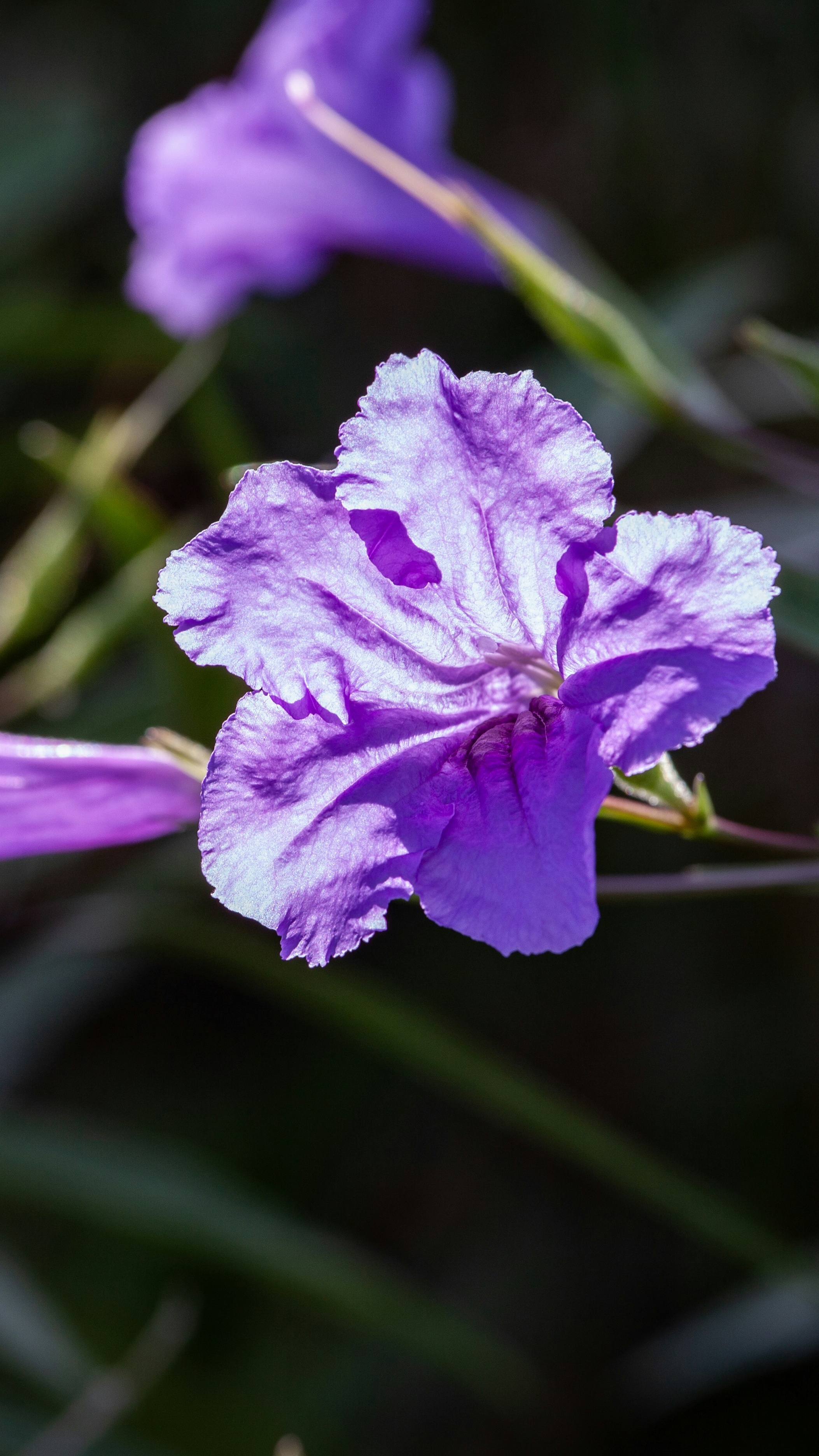 Sunlit Purple Flower Close Up
