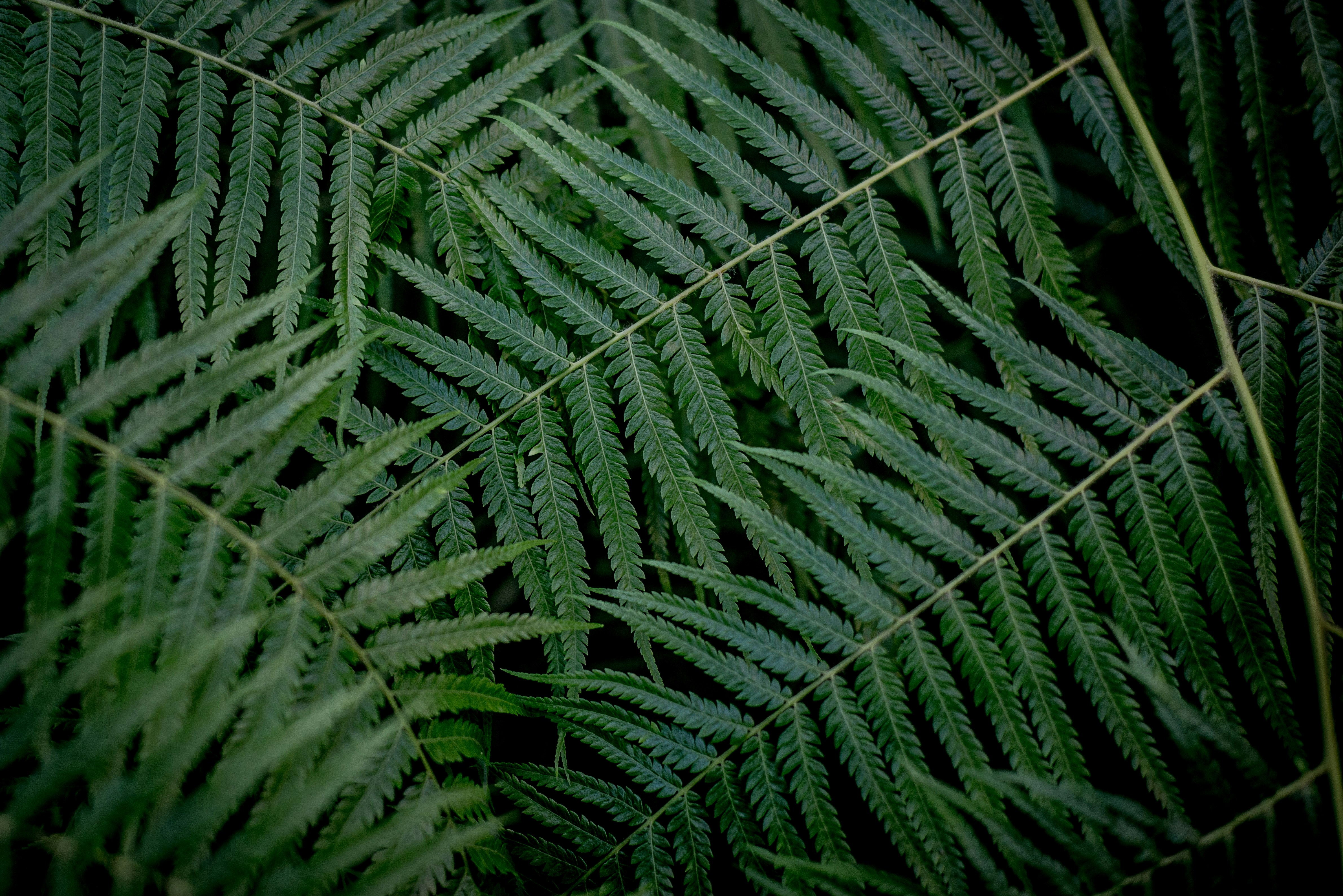 Close Up of Fern Leaves