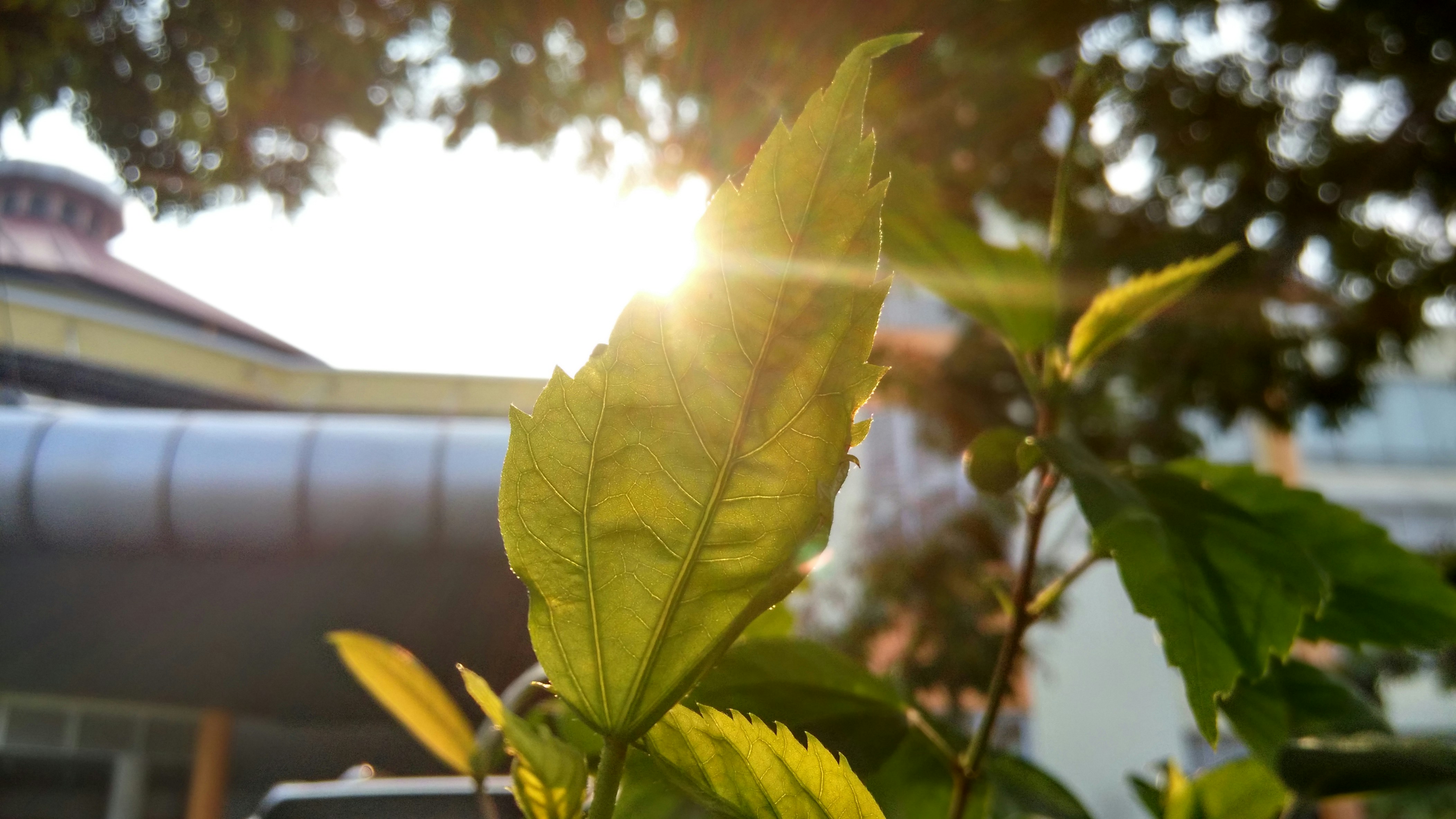 Backlit Green Leaf in Sunlight