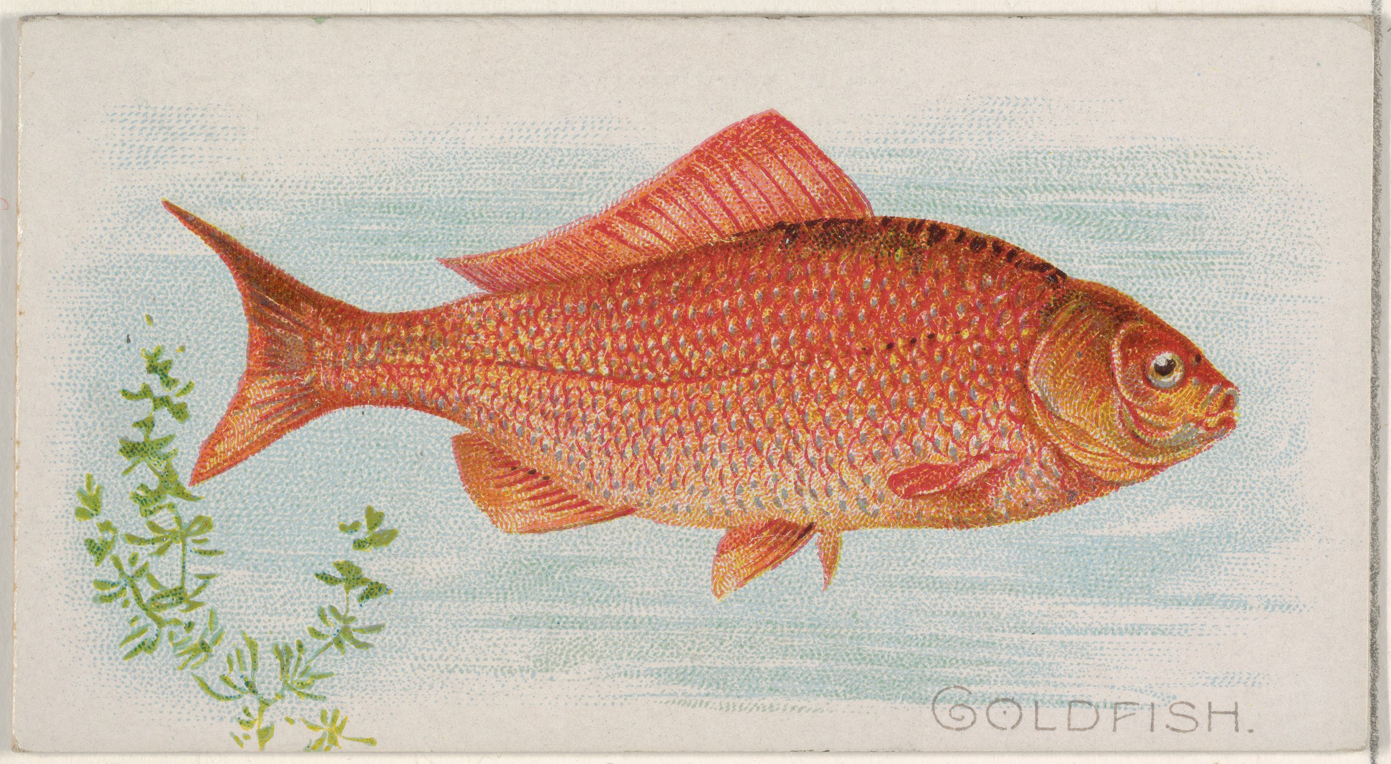Vintage Goldfish Illustration