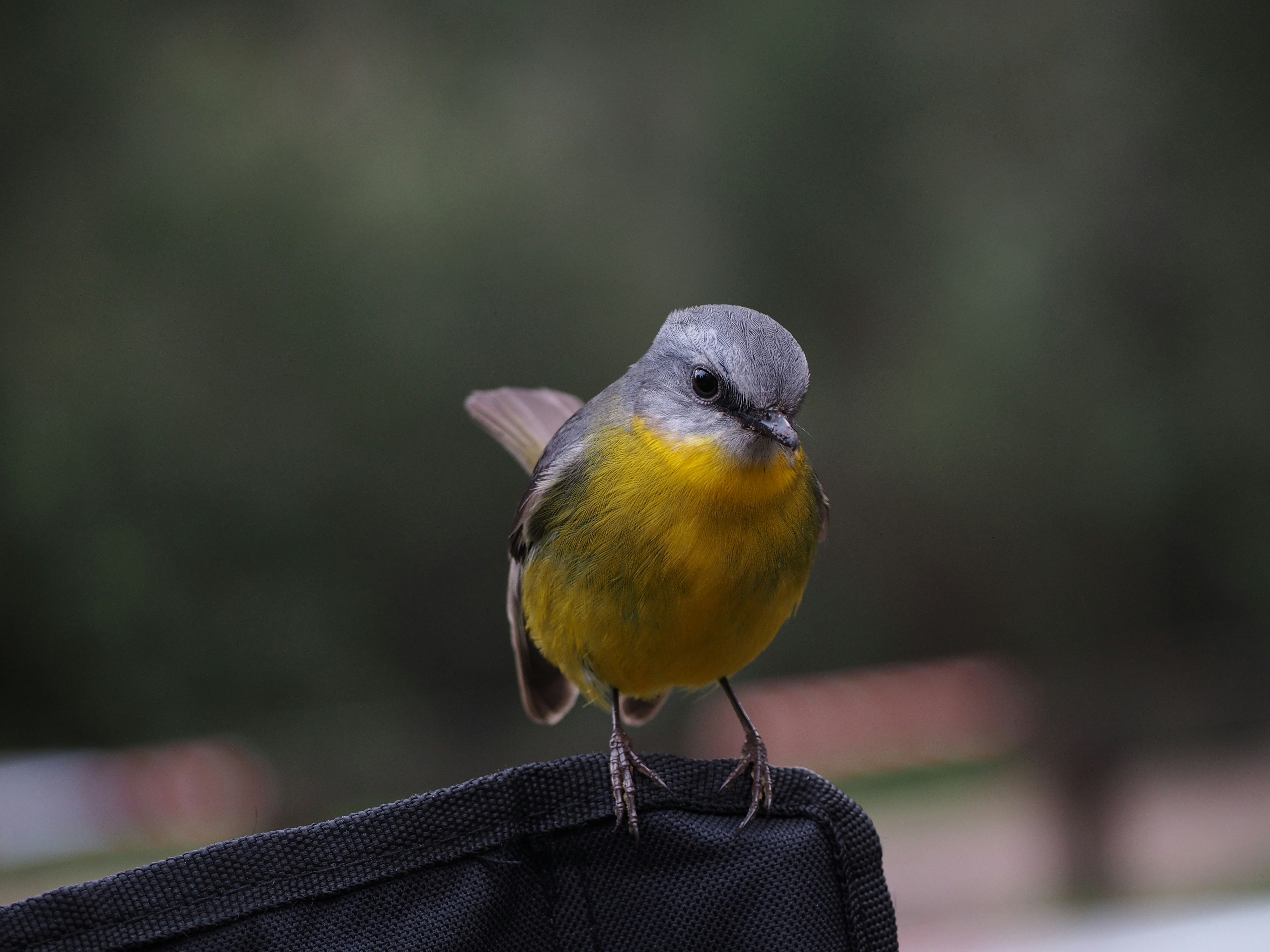Yellow-breasted Bird Perched on Bag