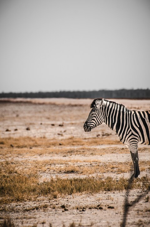 Zebra on African Savanna