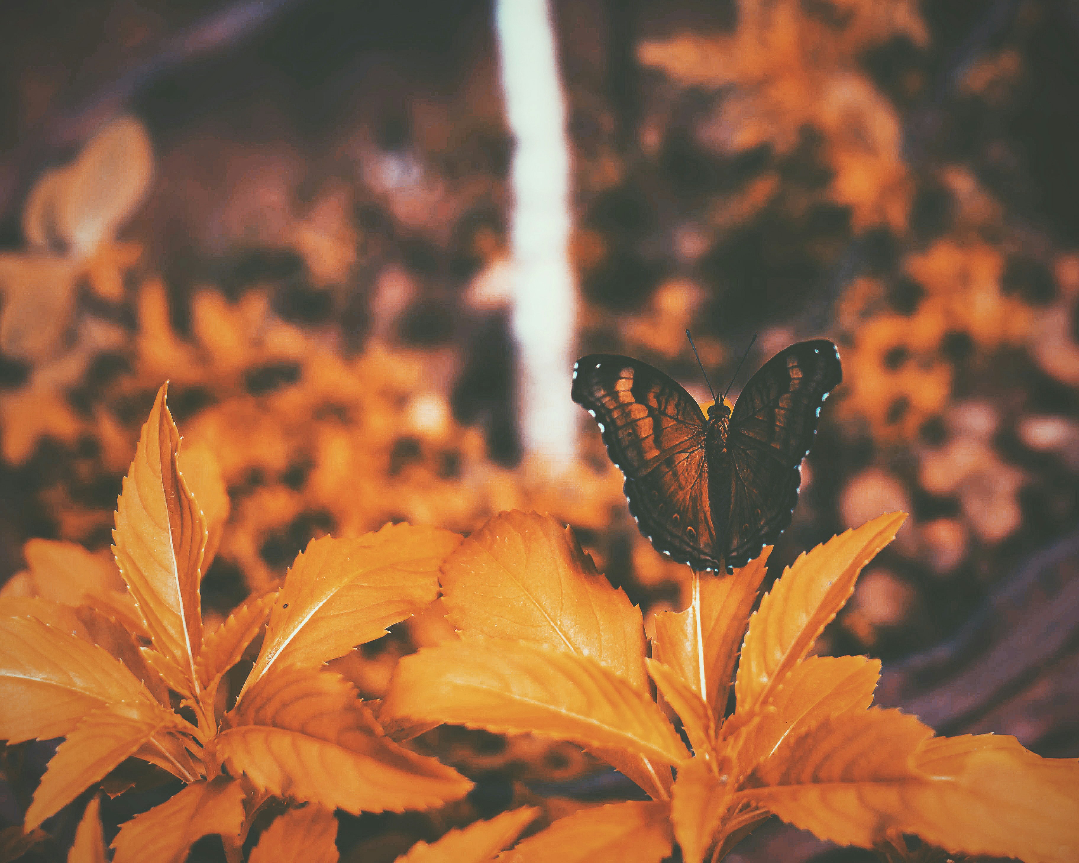 Butterfly Perched on Orange Foliage