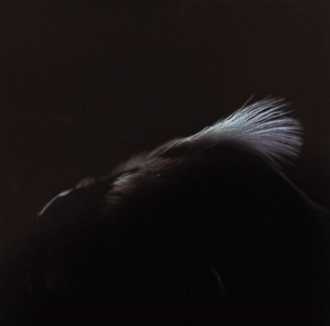 Backlit Cat Ear in Darkness