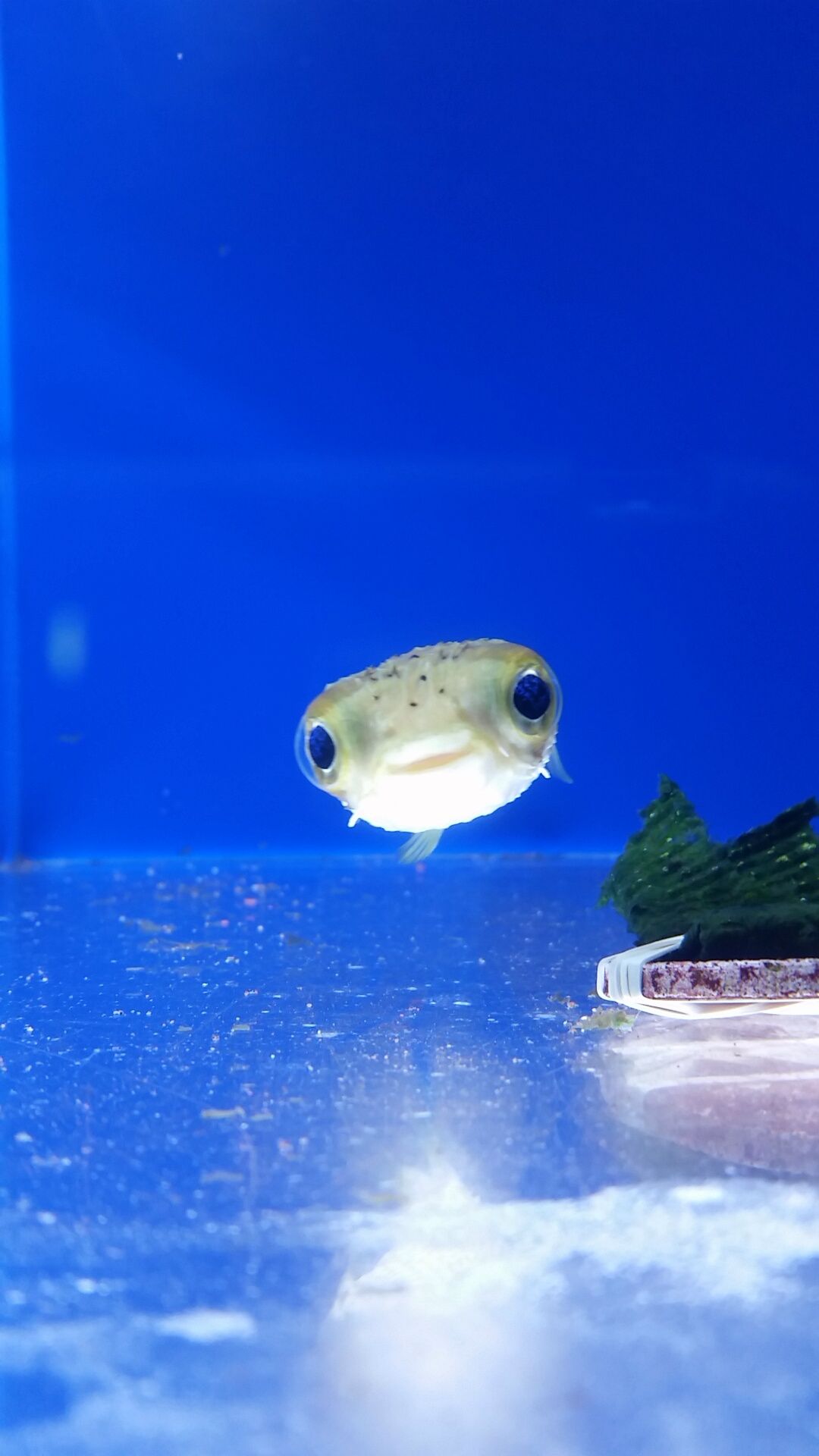 Pufferfish in Blue Aquarium