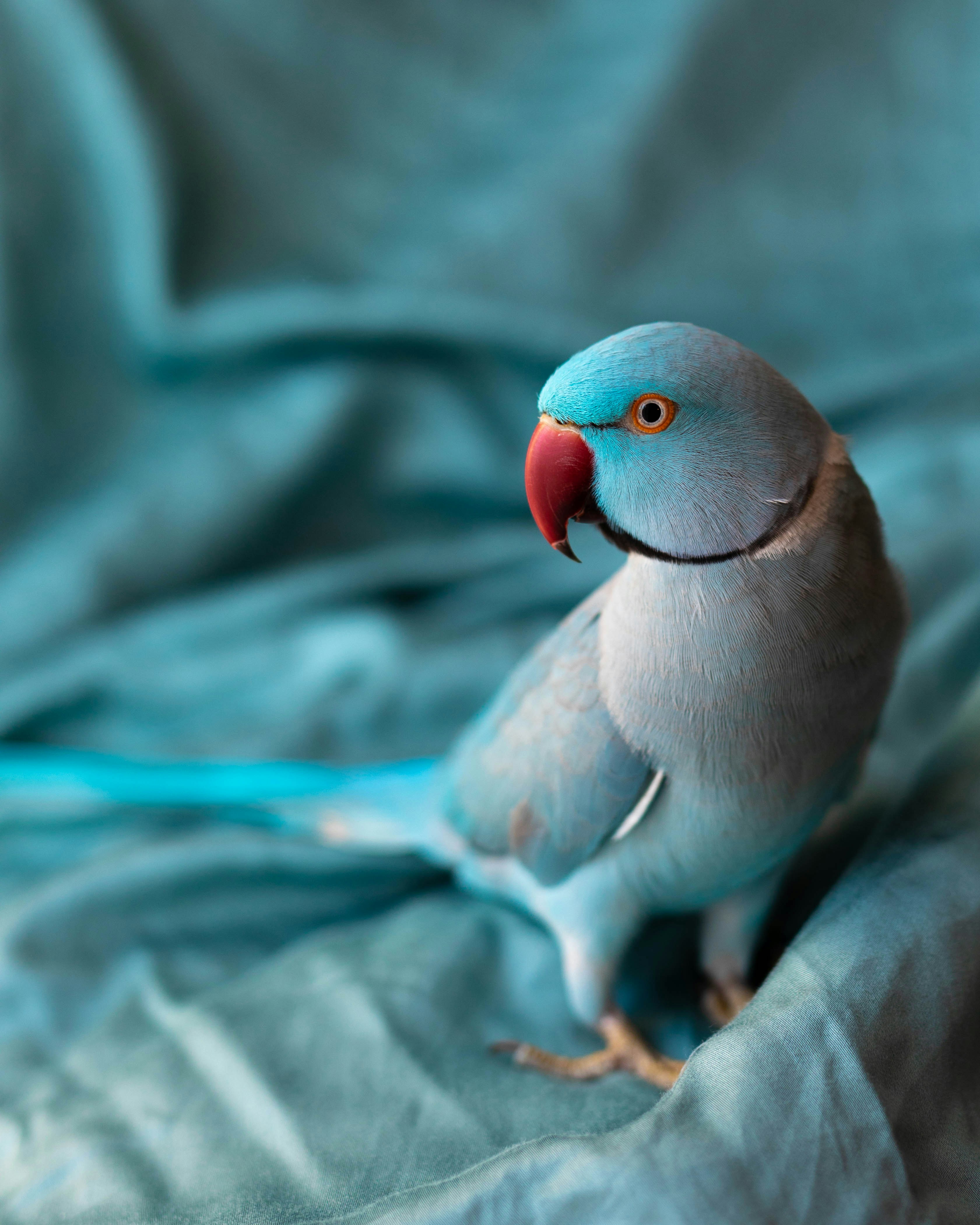Blue Indian Ringneck Parrot