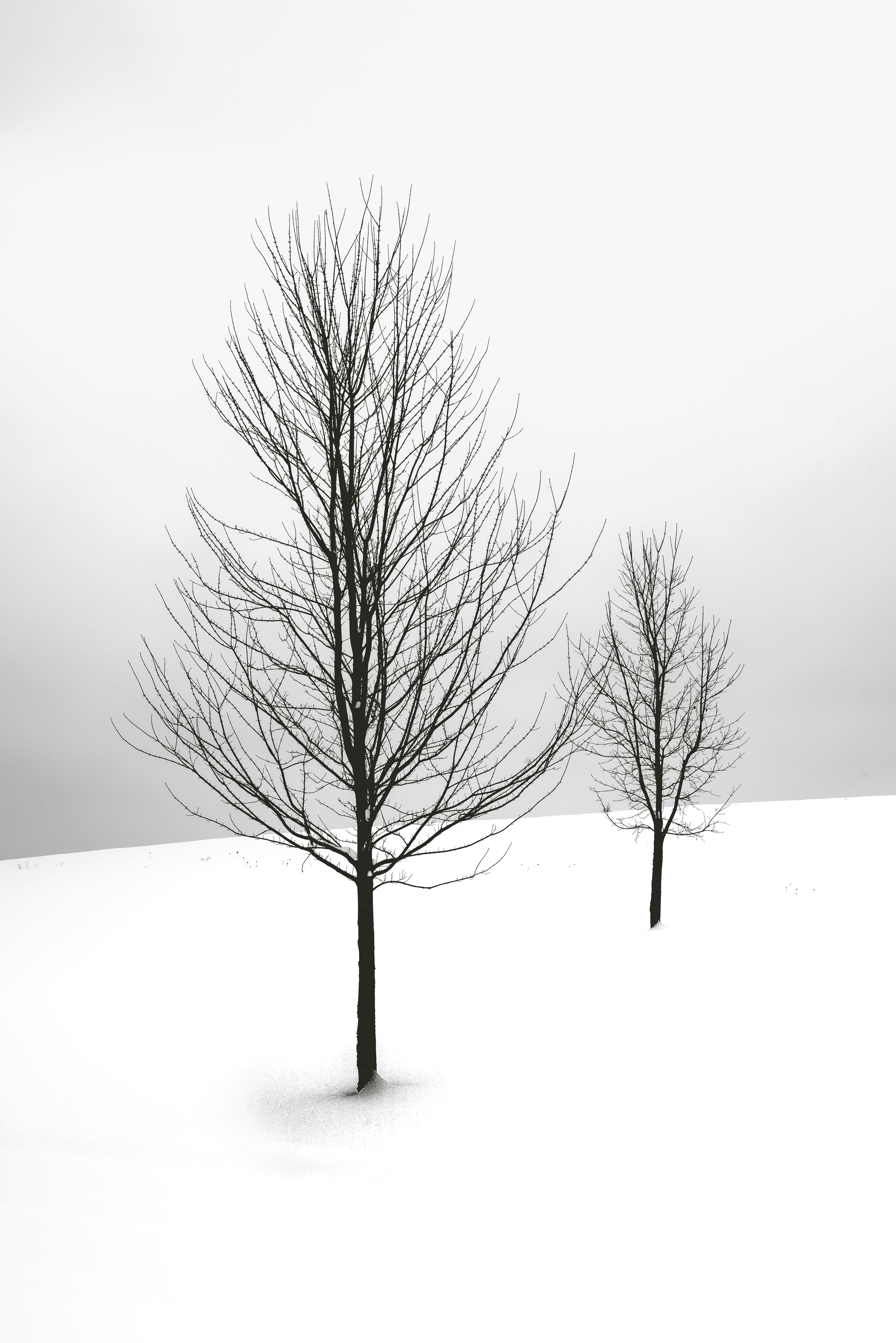 Two Bare Trees in Snowy Field