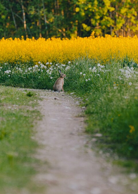 Hare Resting by Wildflower Field