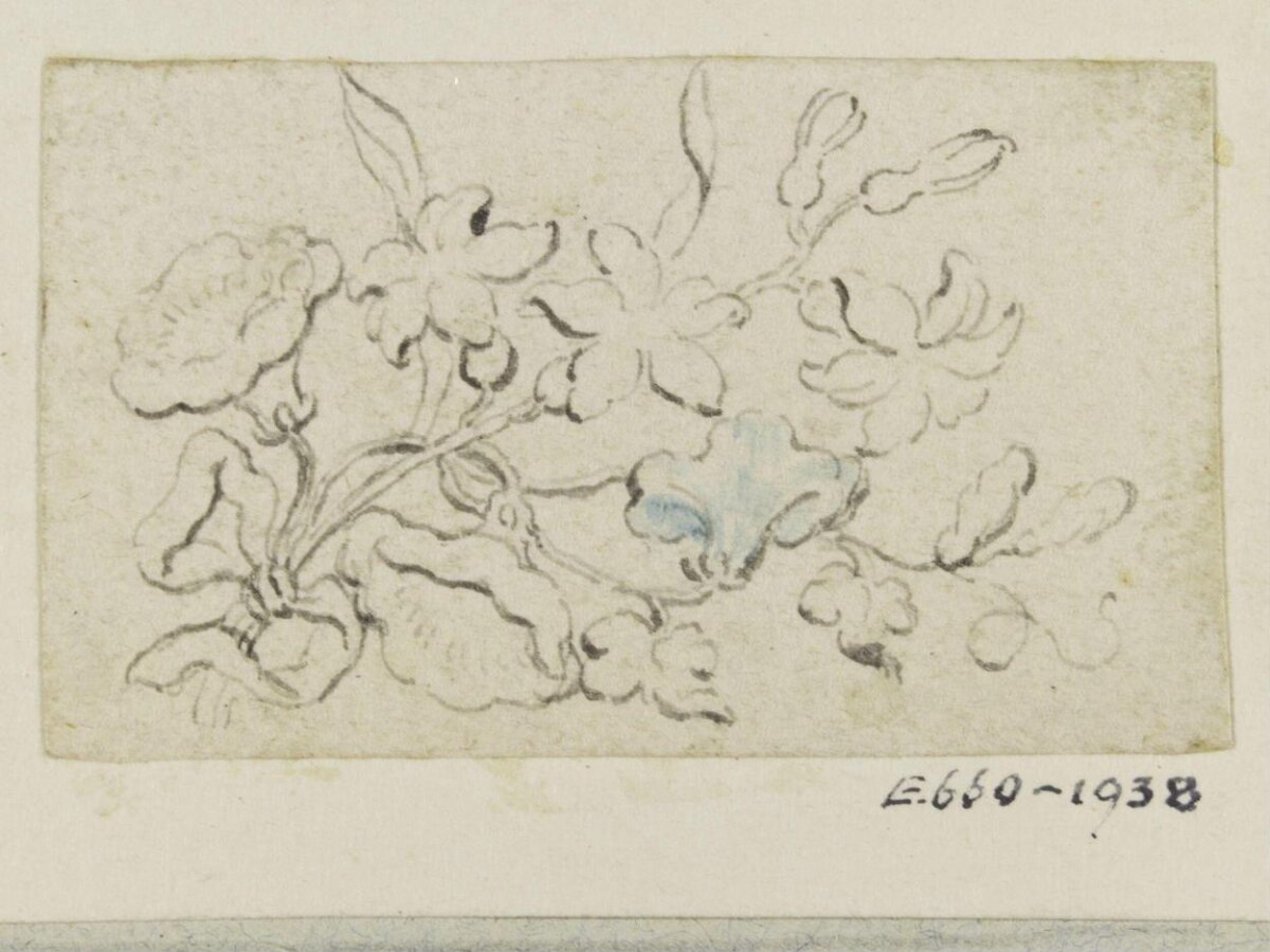 Pencil Sketch of Blooming Flowers