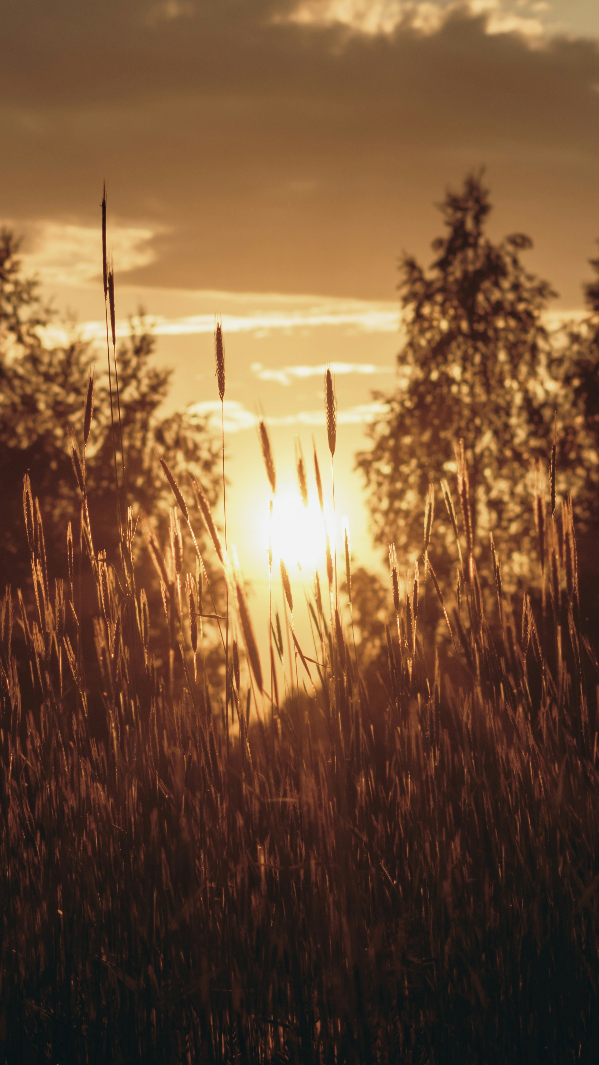 Wallpapers
