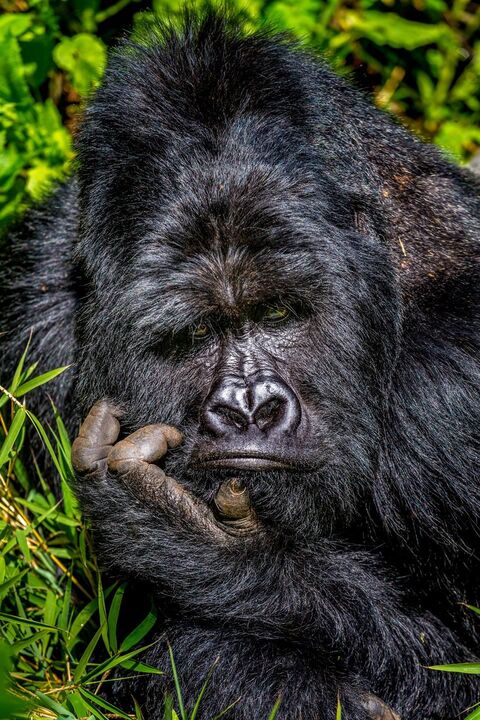 Silverback Gorilla in Thinking Pose