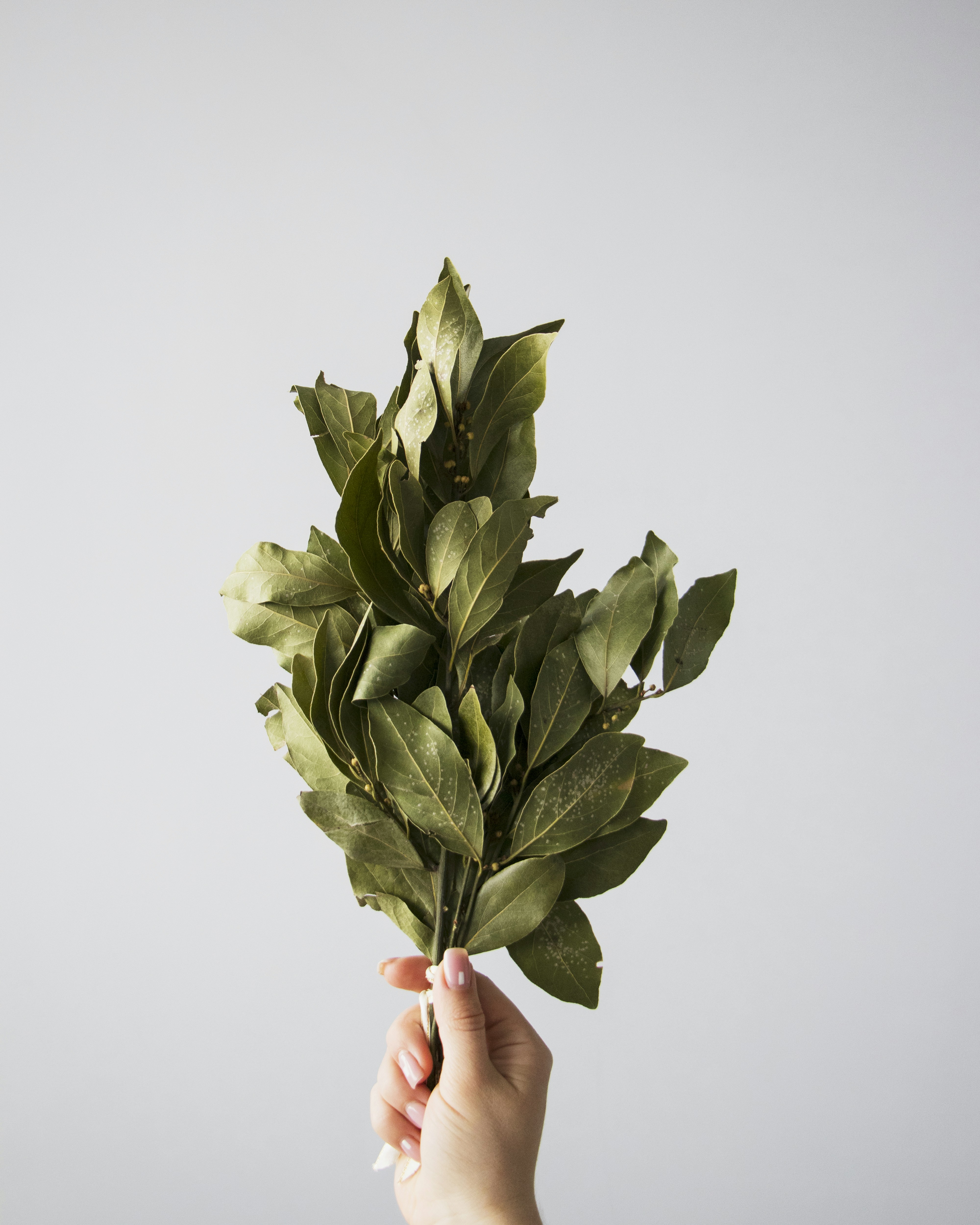 Hand Holding Dried Bay Leaf Bunch