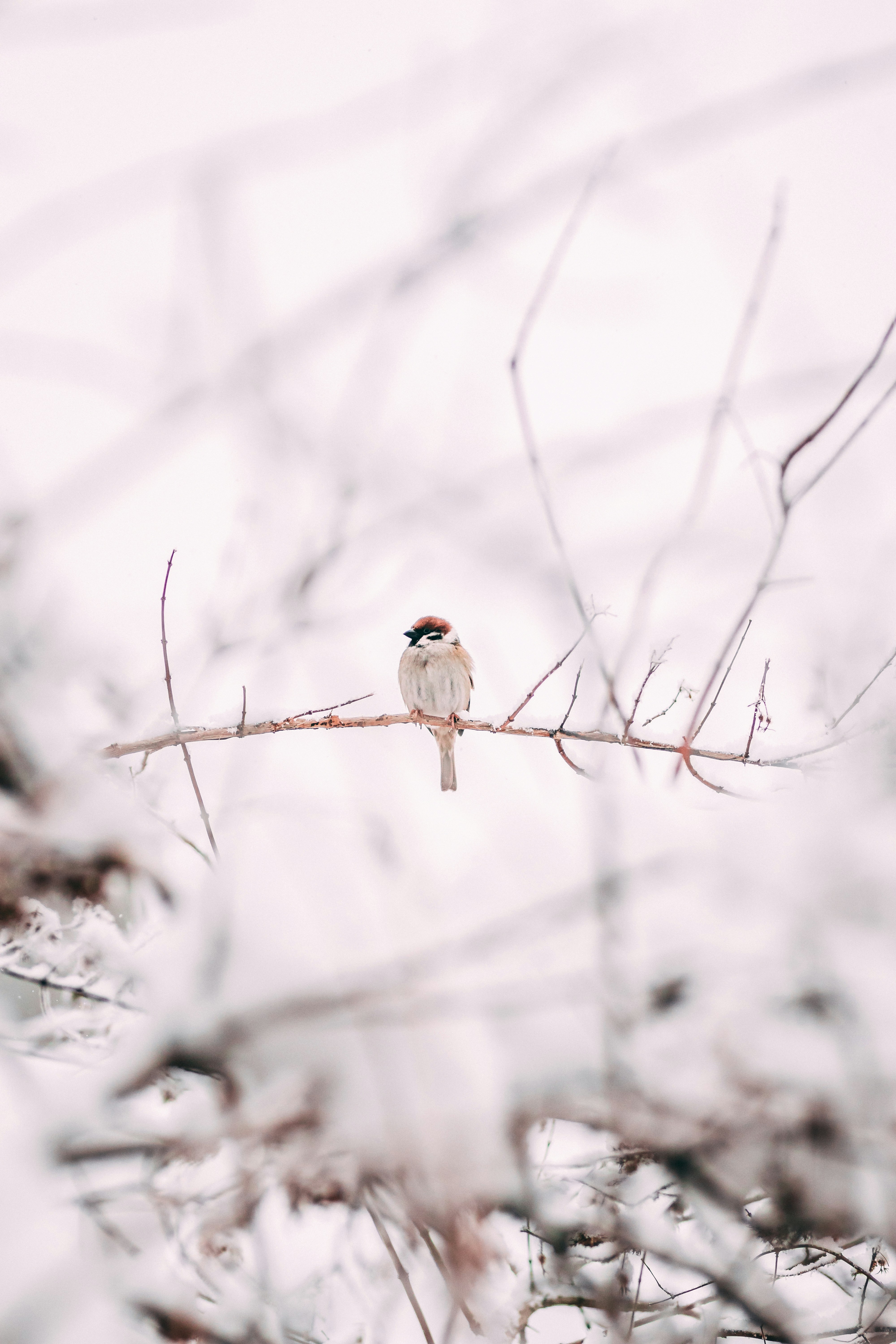 Sparrow Perched on Snowy Branch