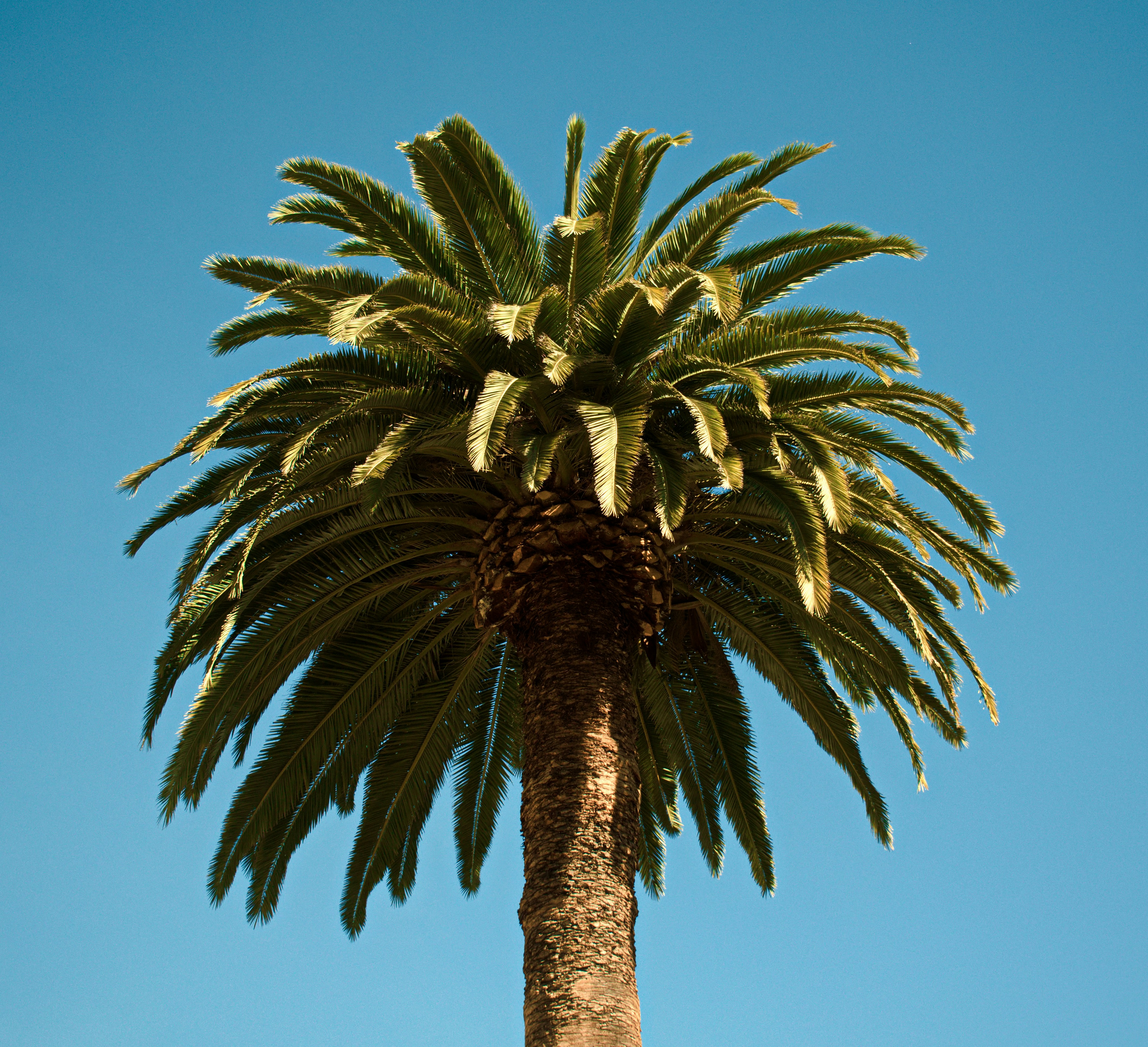 Palm Tree Under Clear Blue Sky
