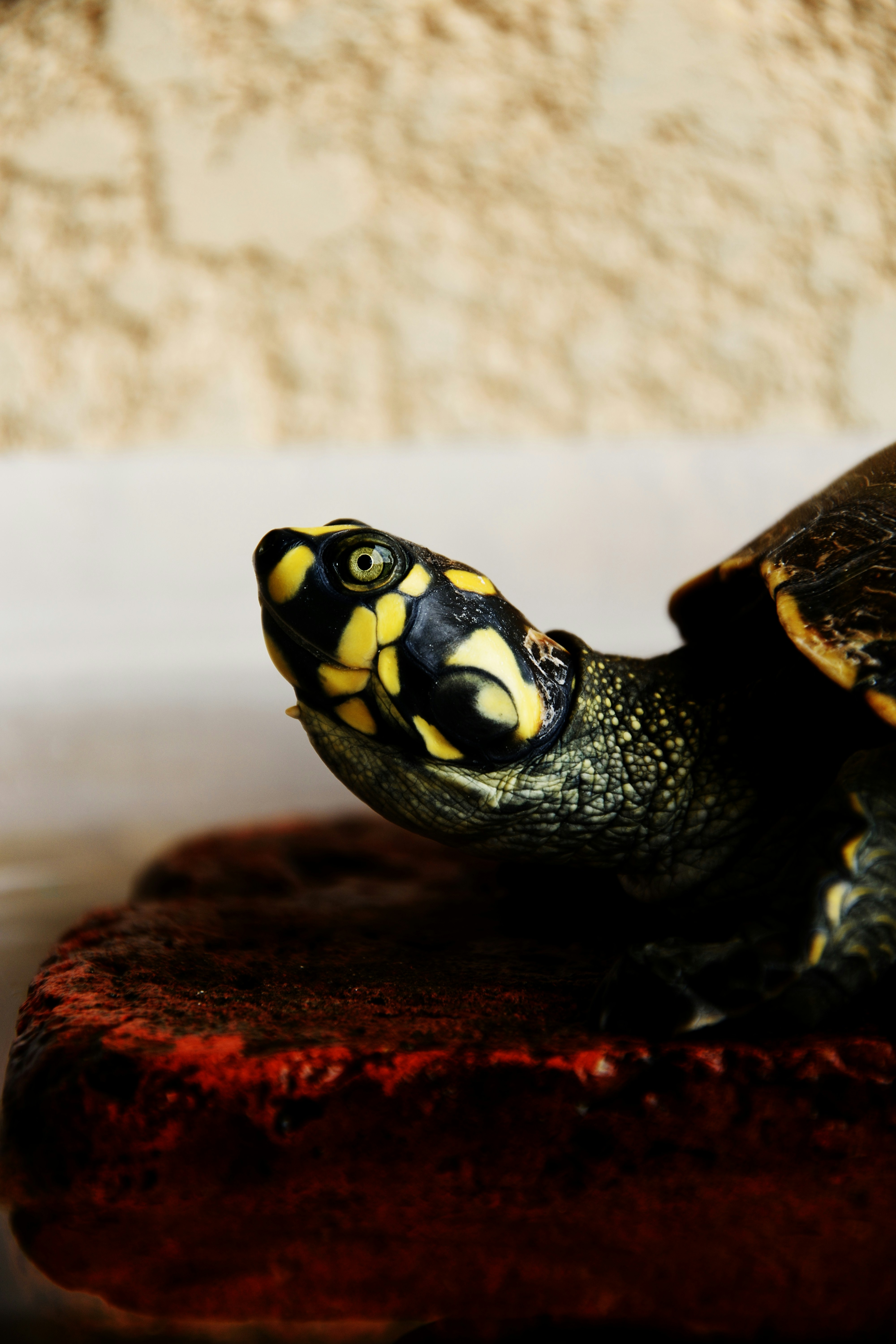 Close-up of Yellow-headed Turtle