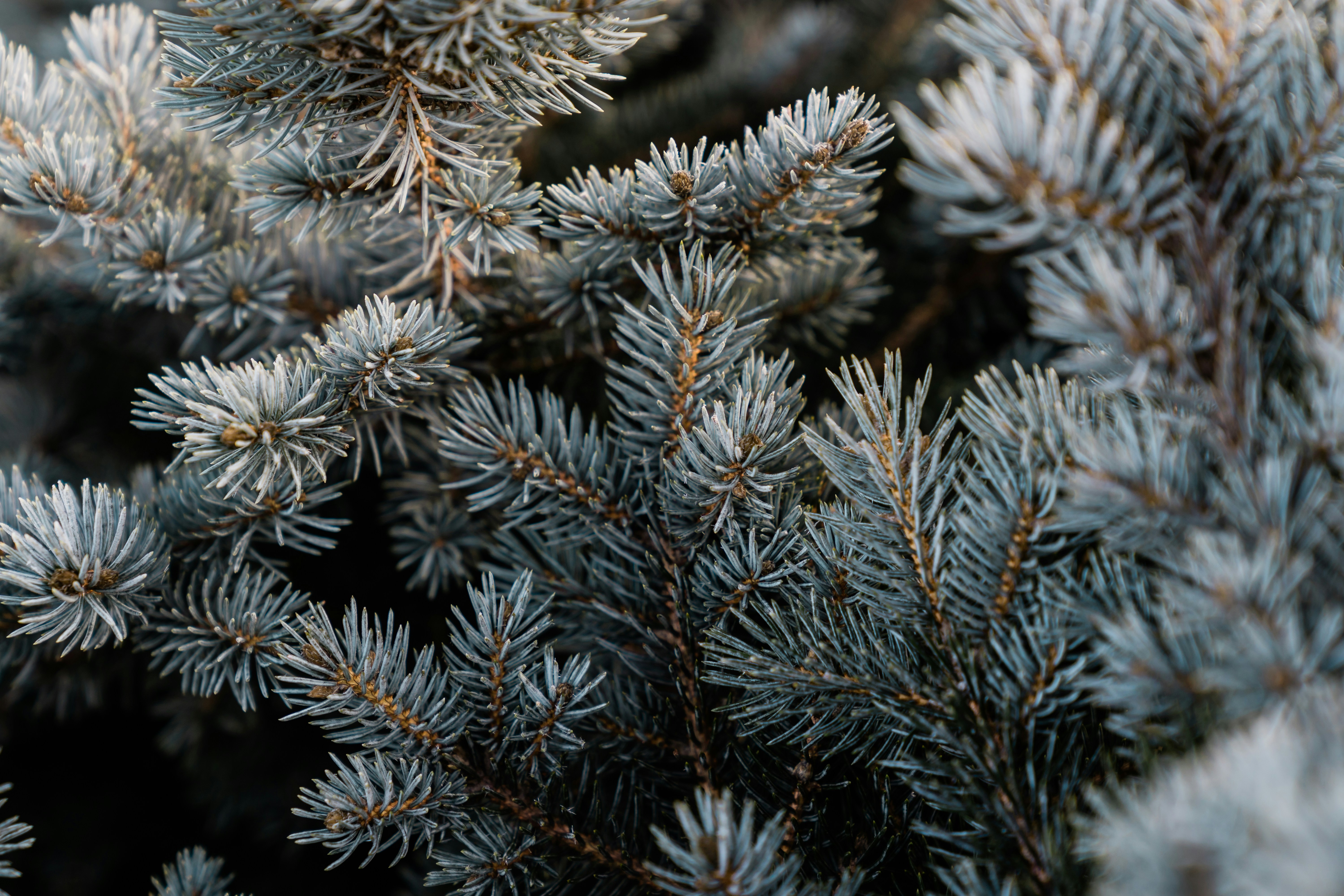 Close-up of Blue Spruce Branches