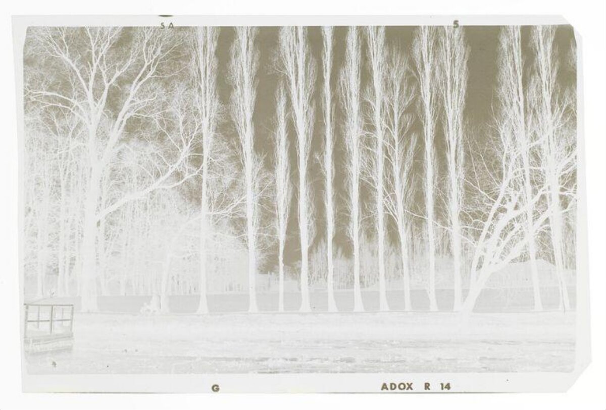 Winter Riverbank Trees Film Negative