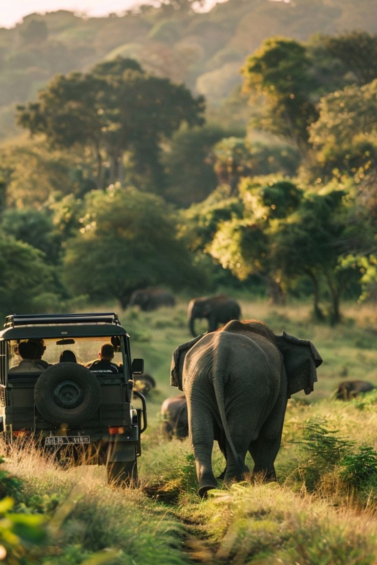 Elephant Watching on African Safari
