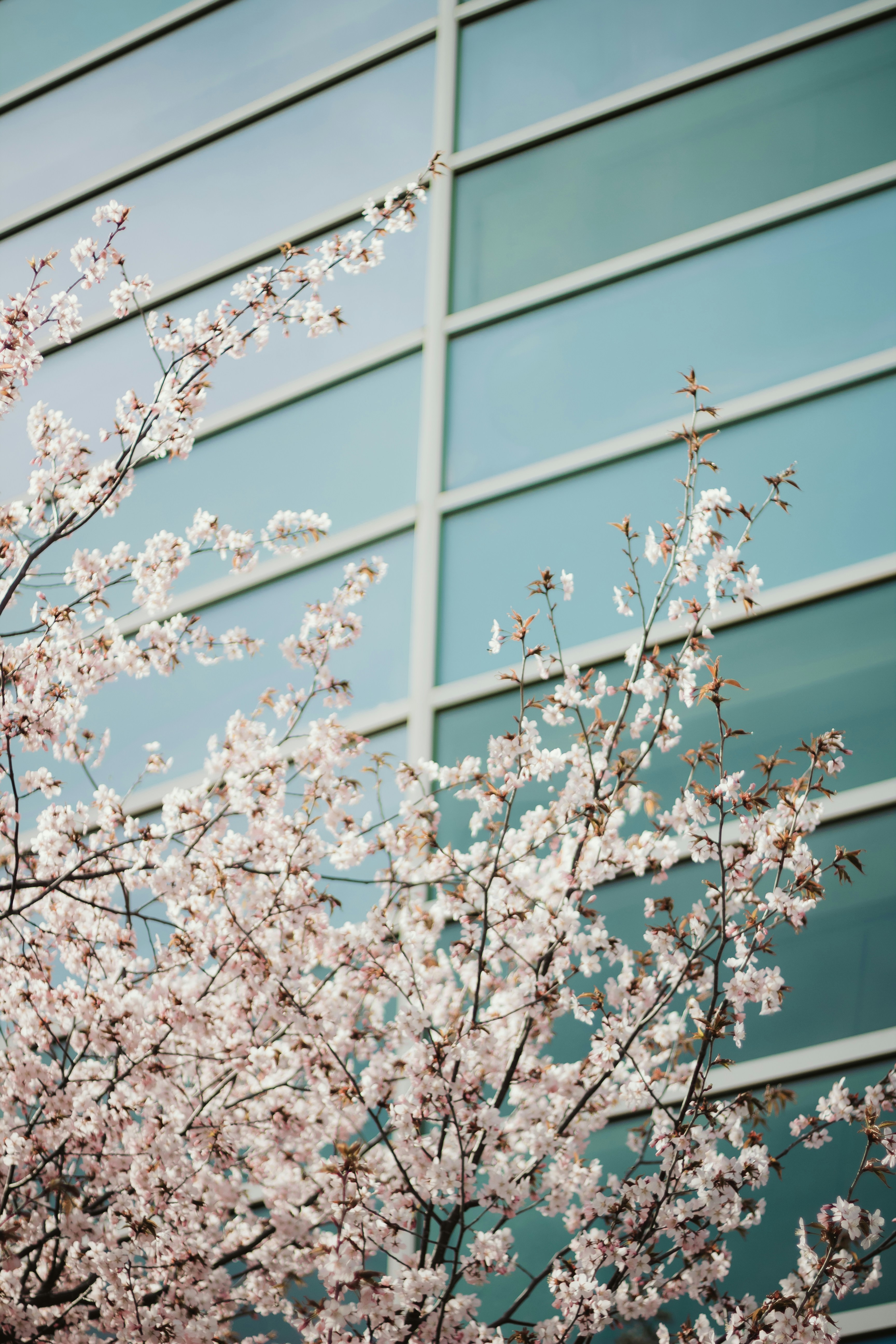 Cherry Blossoms Before Modern Building