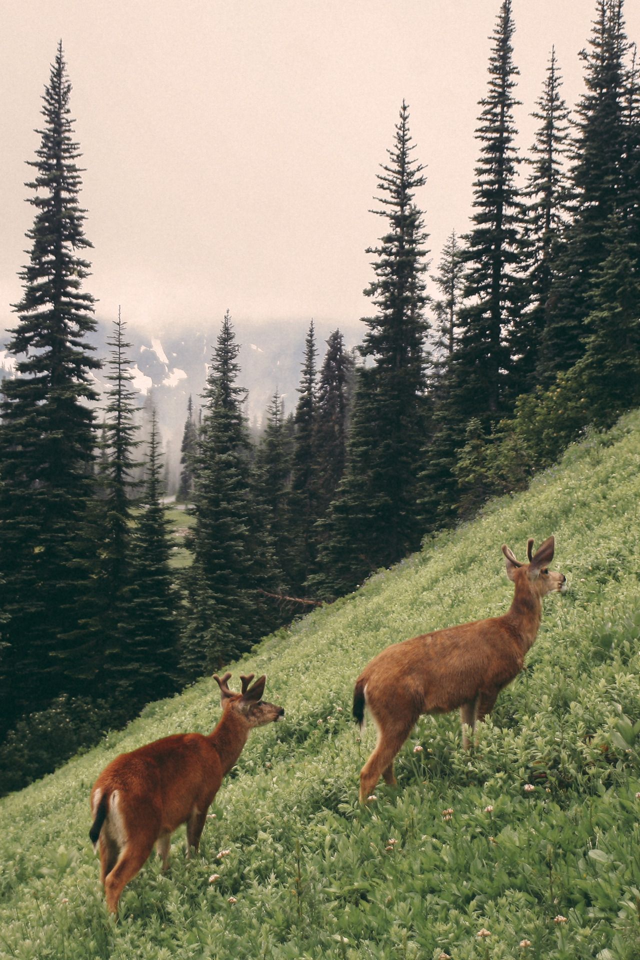 Two Deer on Grassy Mountain Slope