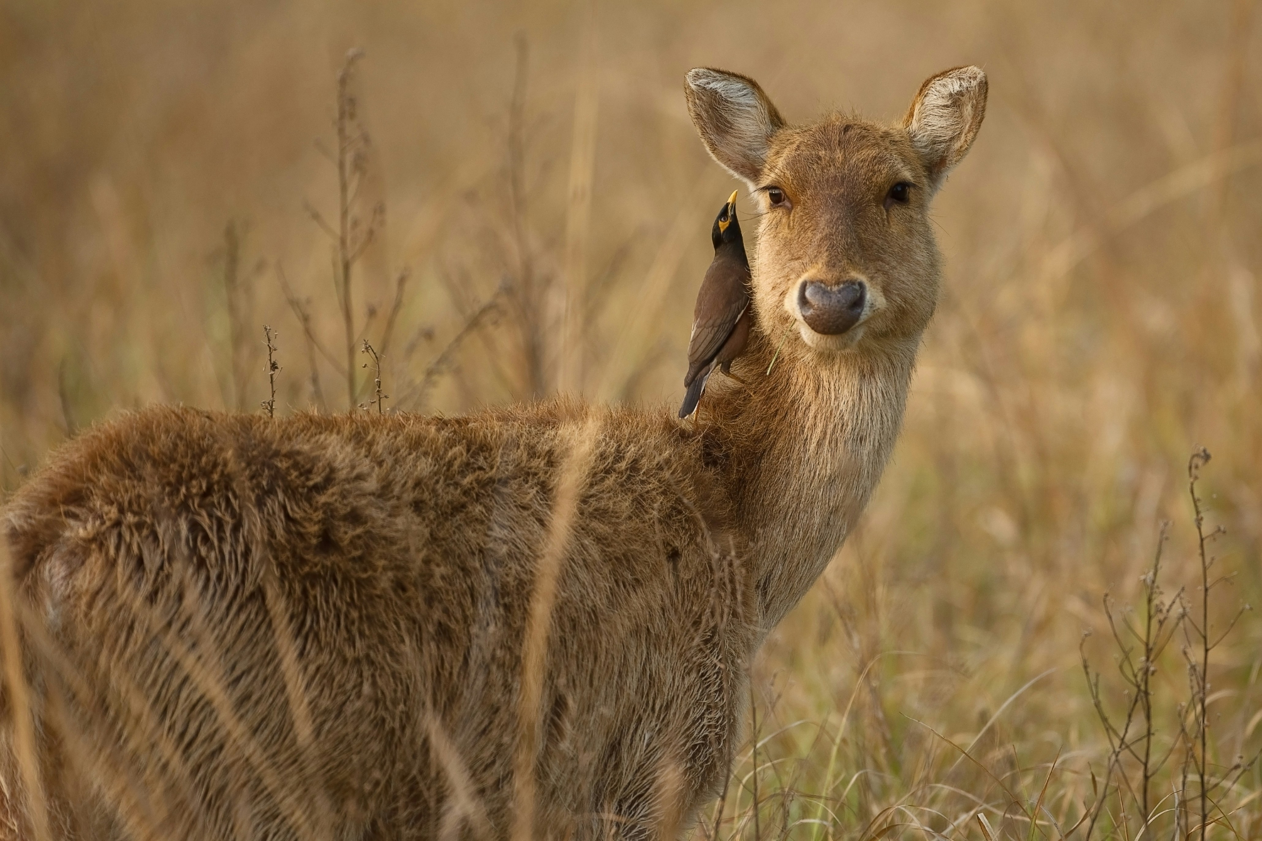 Deer with Bird on Its Neck