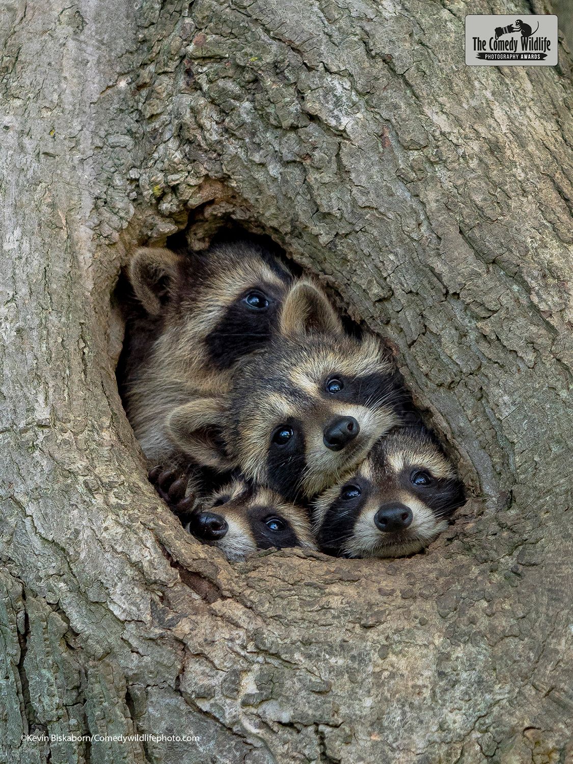Four Raccoons Peeking from Tree Hole