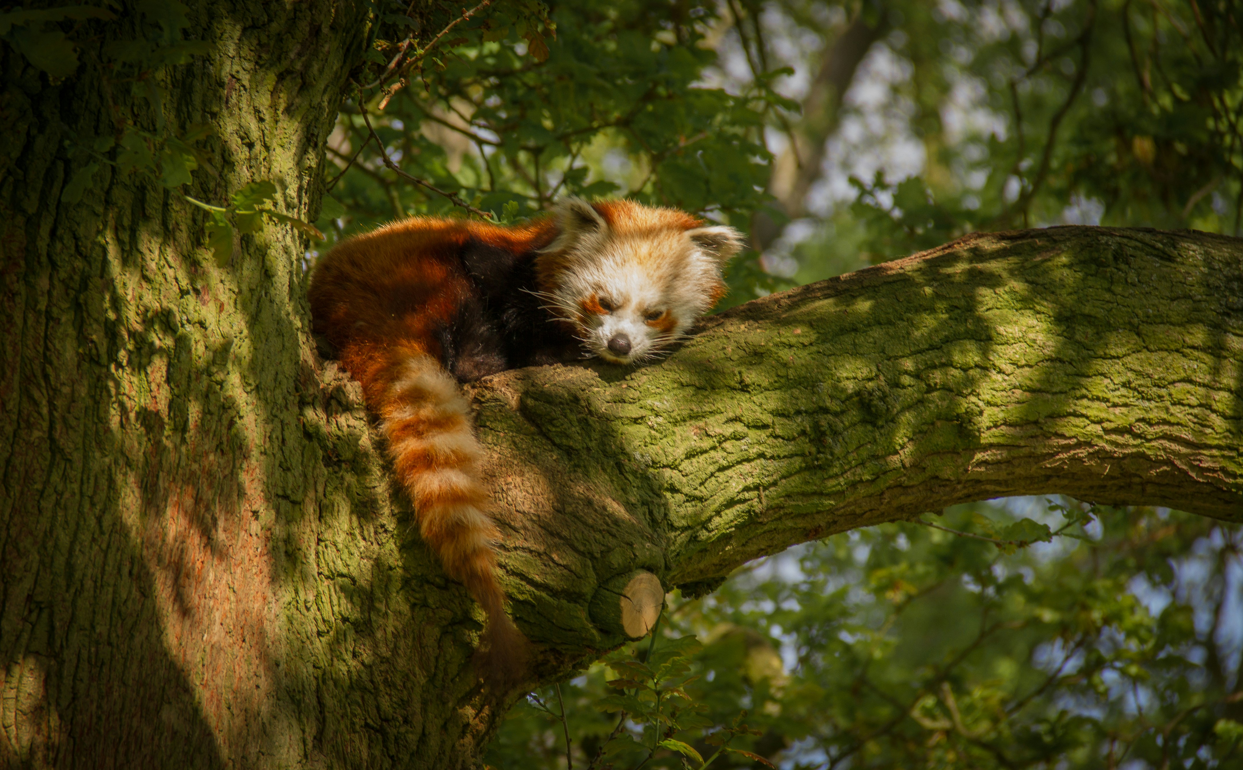 Red Panda Resting on Tree Branch