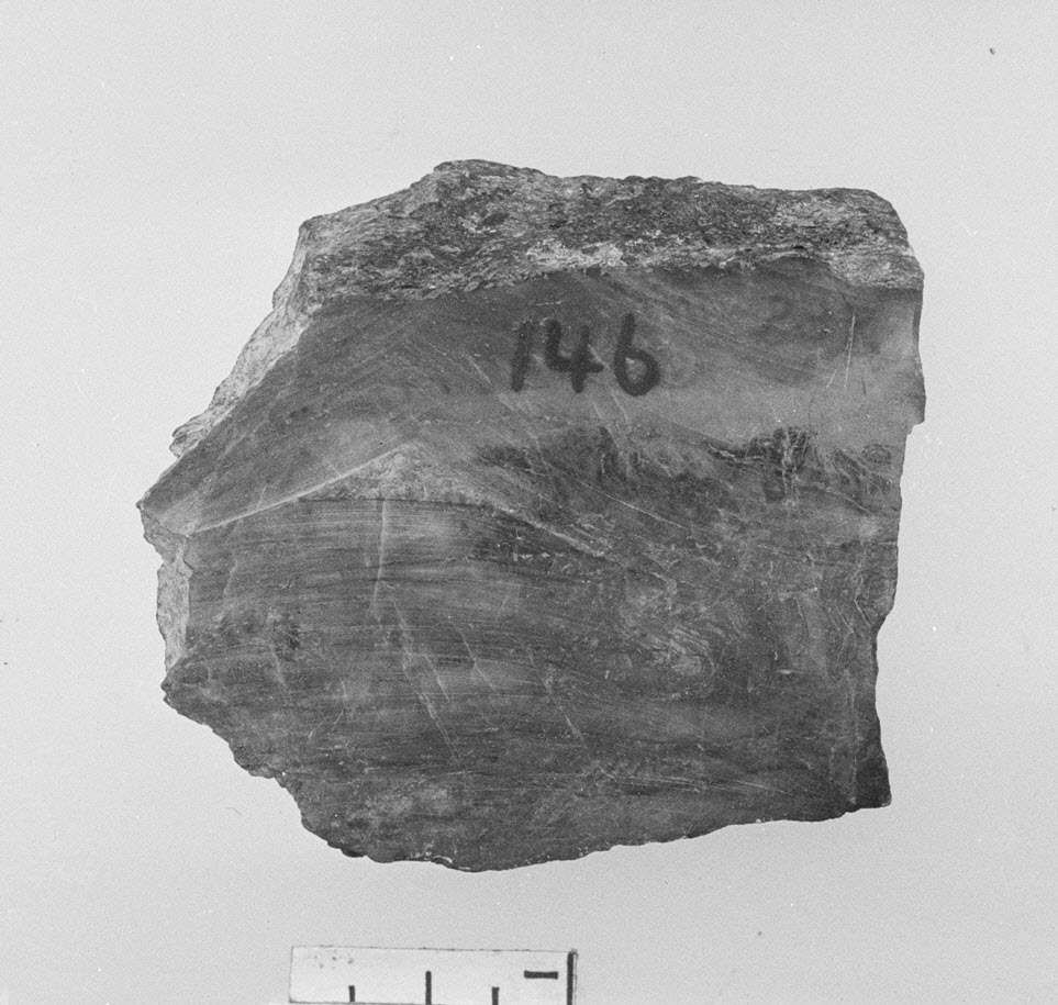 Labeled Petrified Wood Rock Specimen