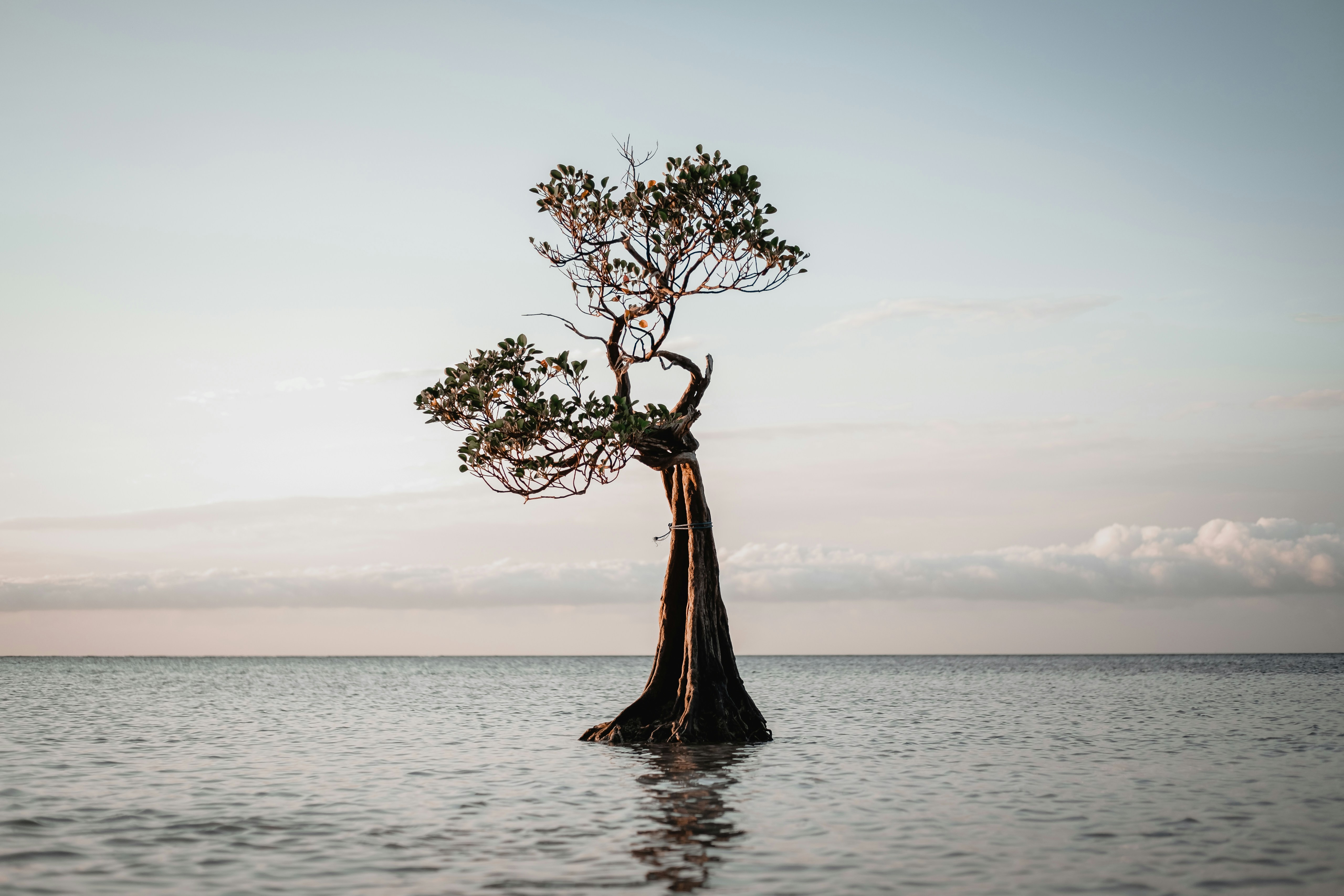 Lonely Tree Standing In Calm Sea
